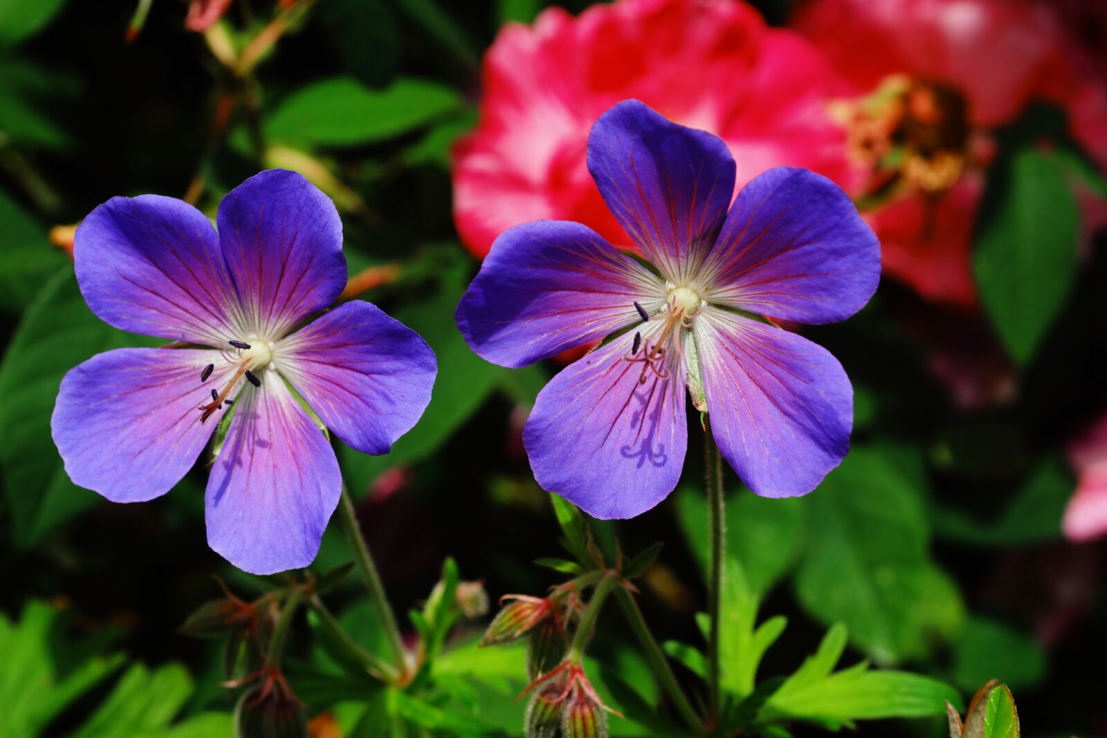 Sony SLT-A68 + MACRO 50mm F2.8 sample photo. Flower, flowers, cranesbill photography