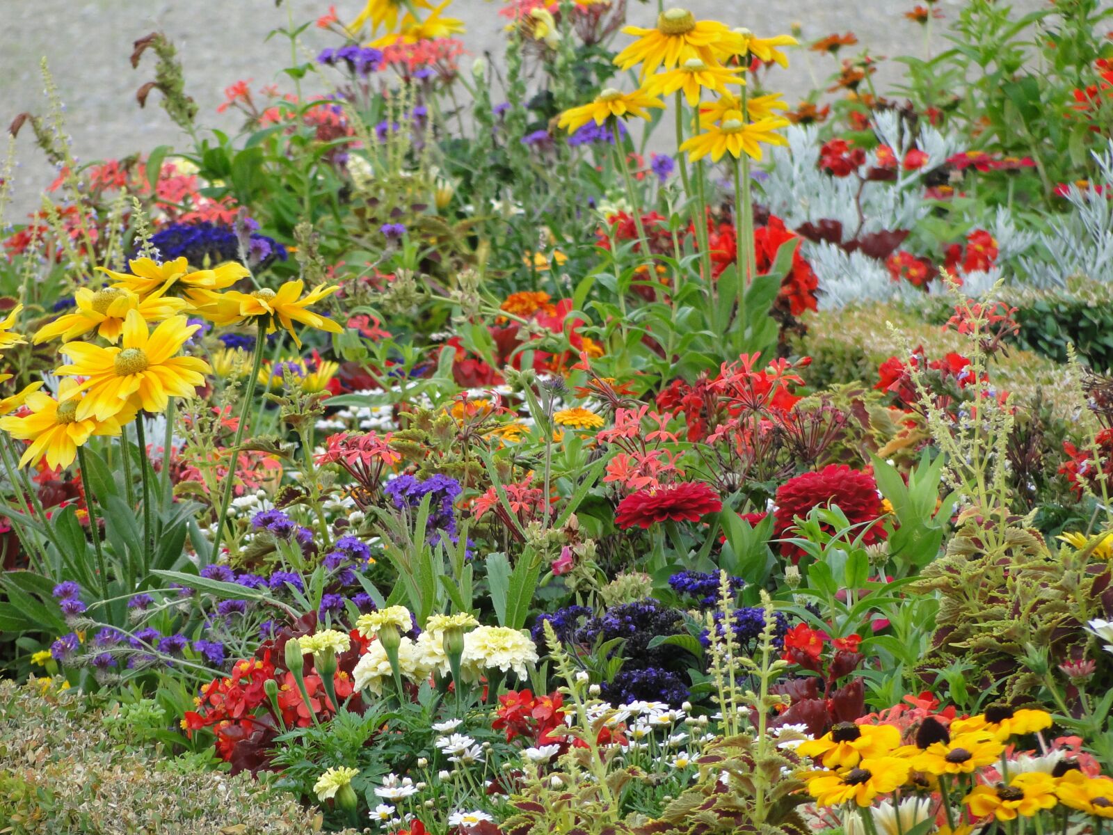 Sony Cyber-shot DSC-HX1 sample photo. Flower field, bloom, colorful photography