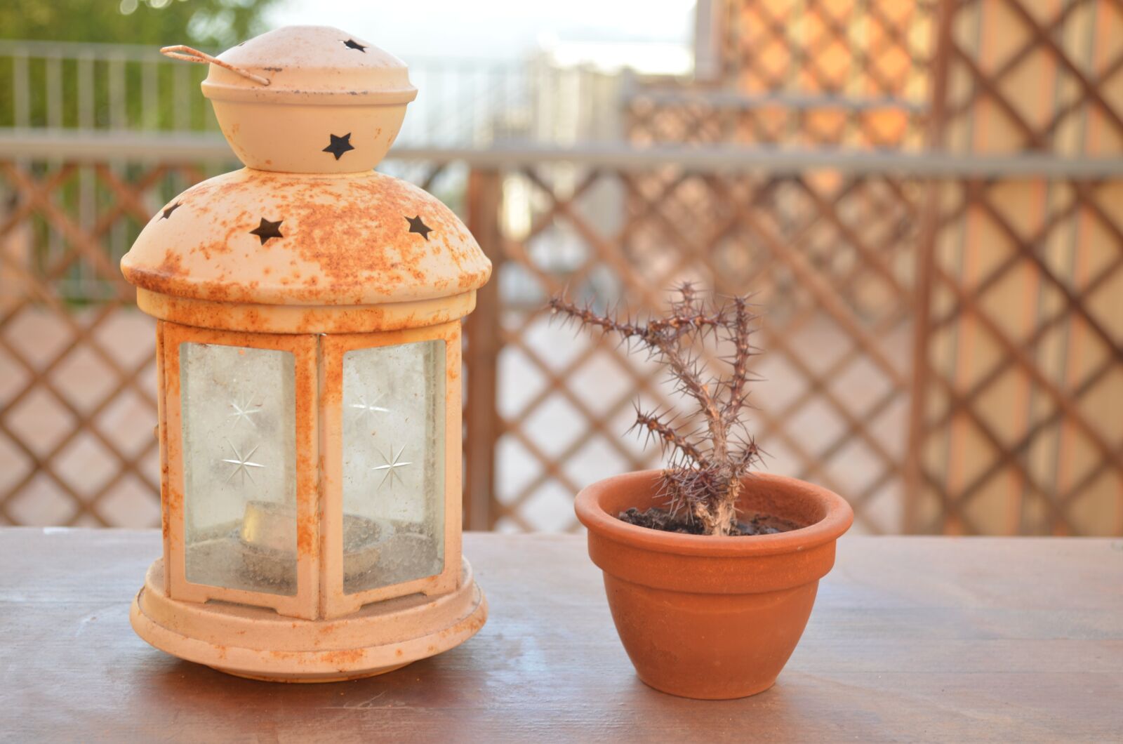 Nikon D5100 sample photo. Farolito, cactus, terrace photography