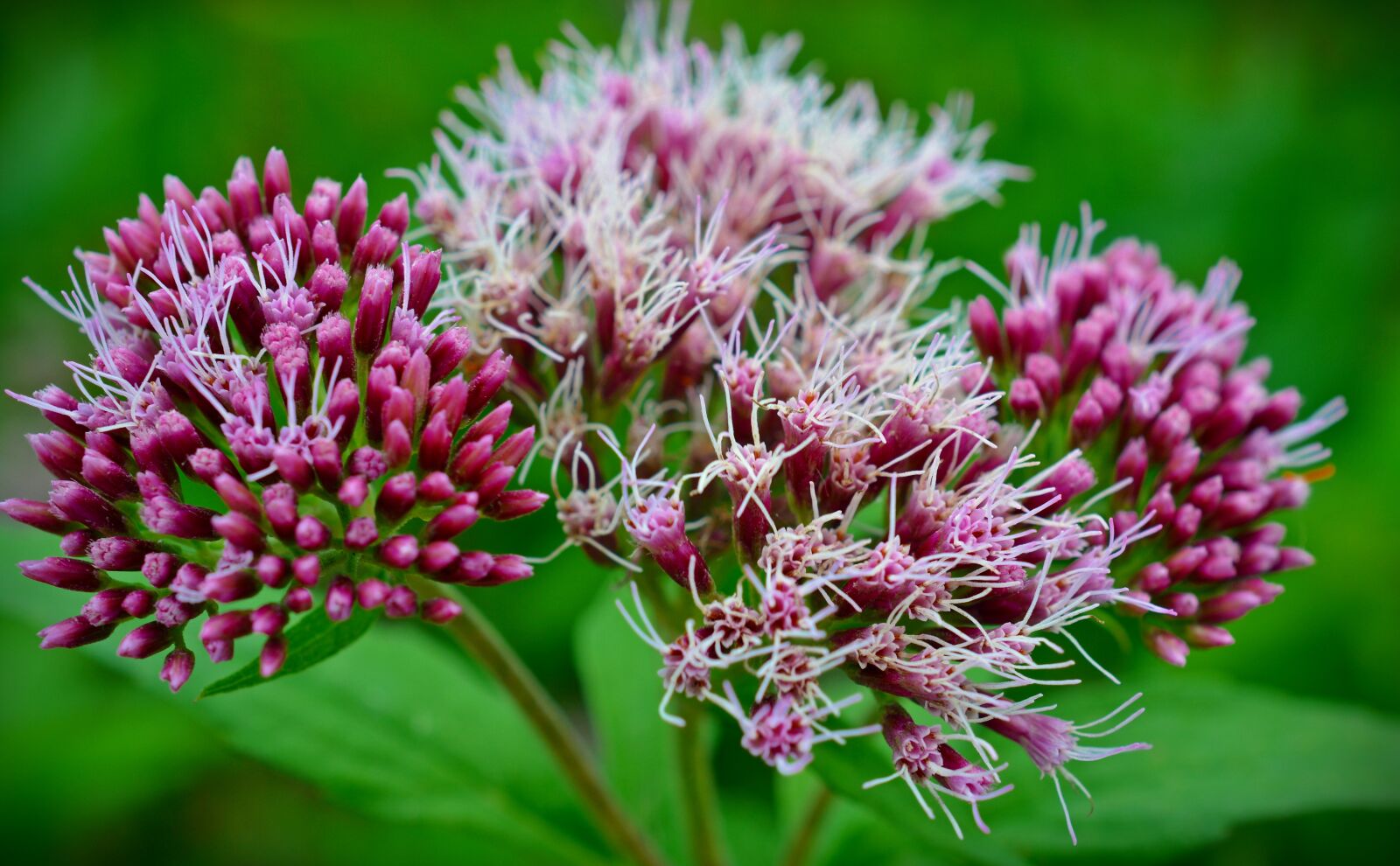 Nikon D5200 sample photo. Blossom, bloom, bush photography