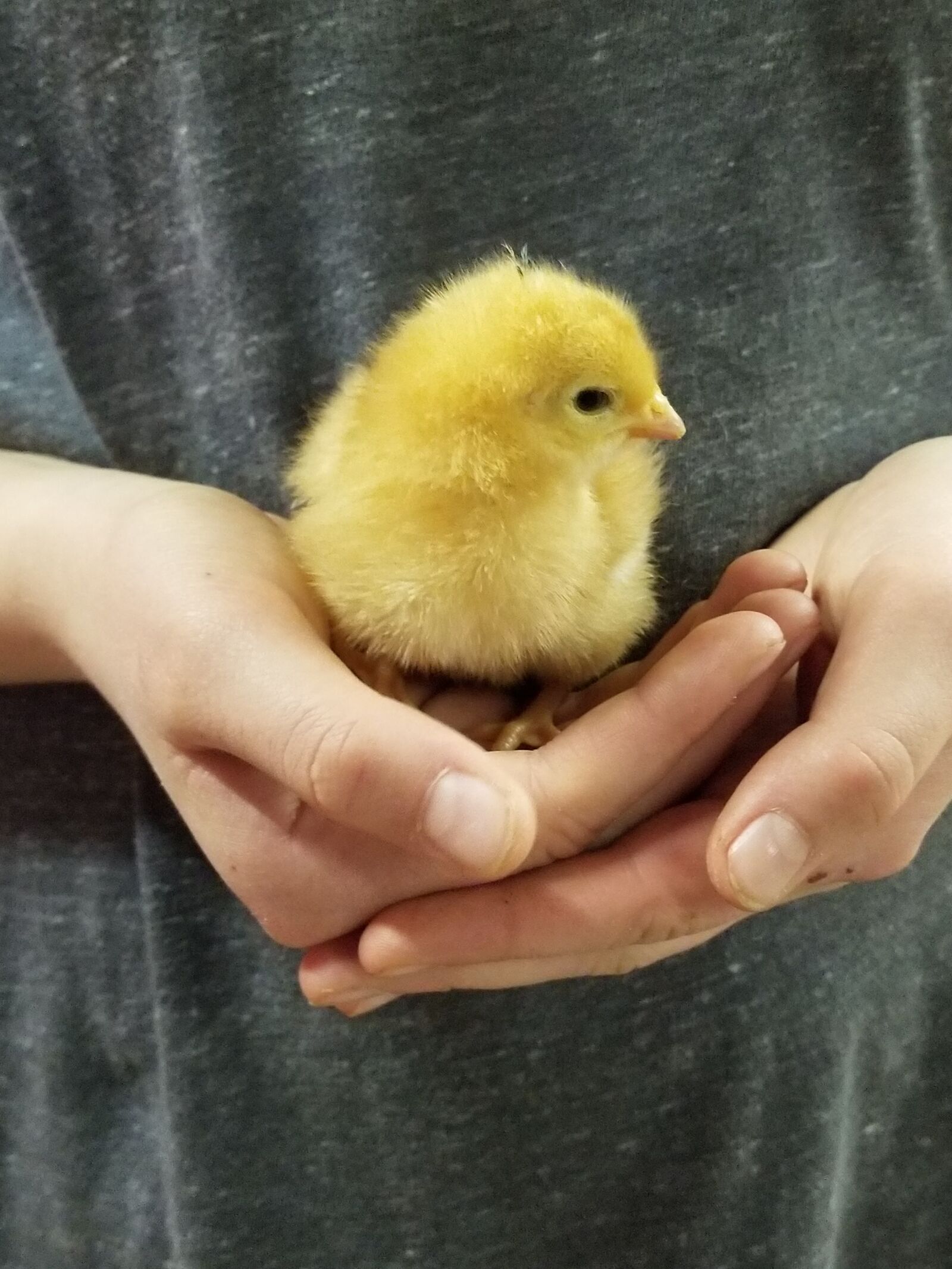 Samsung Galaxy S8+ sample photo. Yellow, chick, hands photography