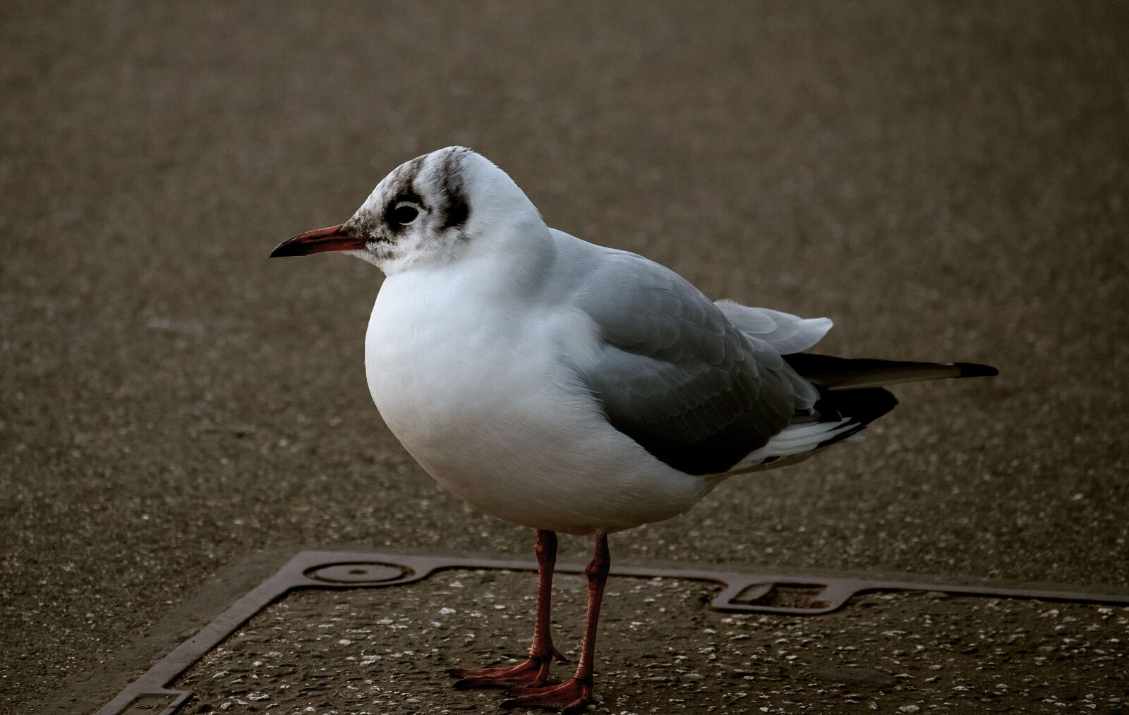Canon EF-S 55-250mm F4-5.6 IS STM sample photo. Seagull, bird, animal photography