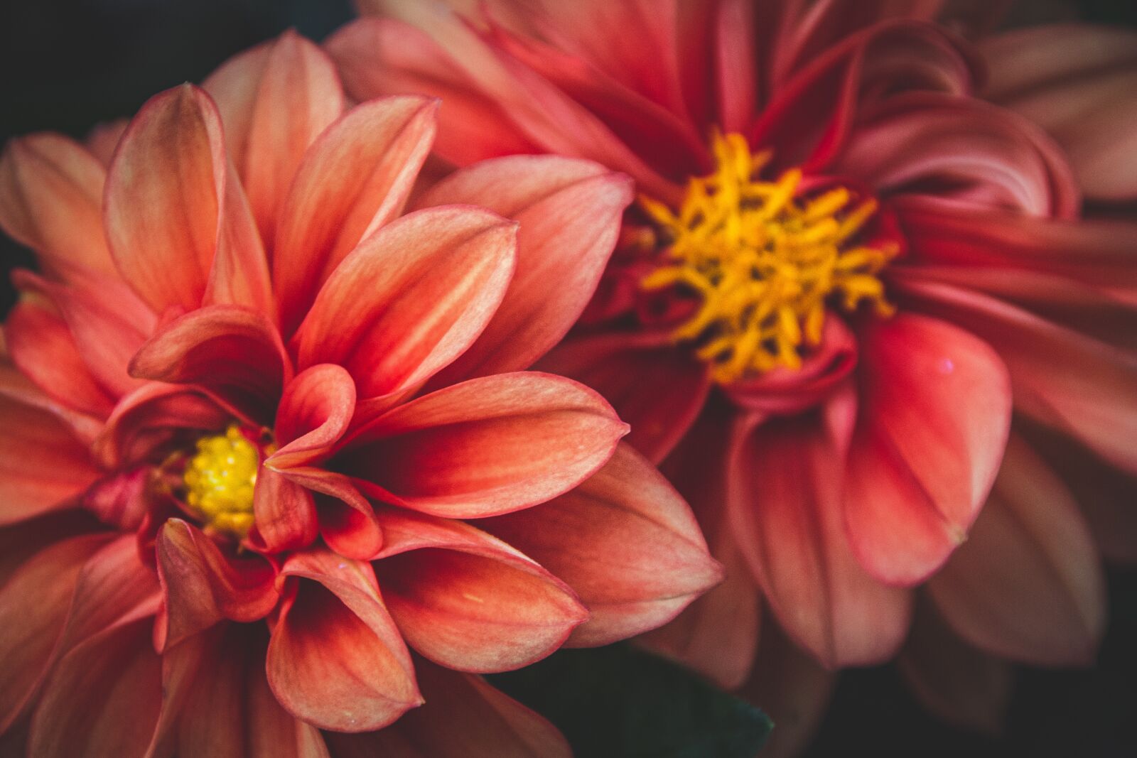 Canon EOS 650D (EOS Rebel T4i / EOS Kiss X6i) sample photo. Flowers, red, yellow photography