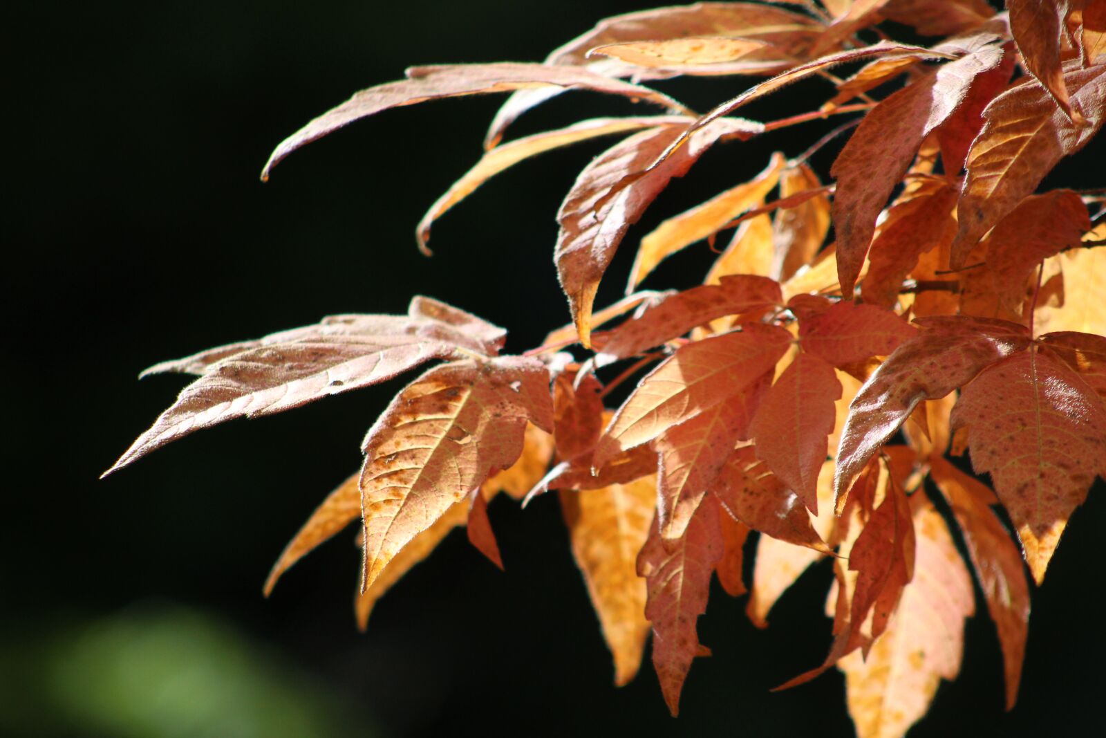 Canon EF 75-300mm f/4-5.6 sample photo. Tree, leaves, autumn photography