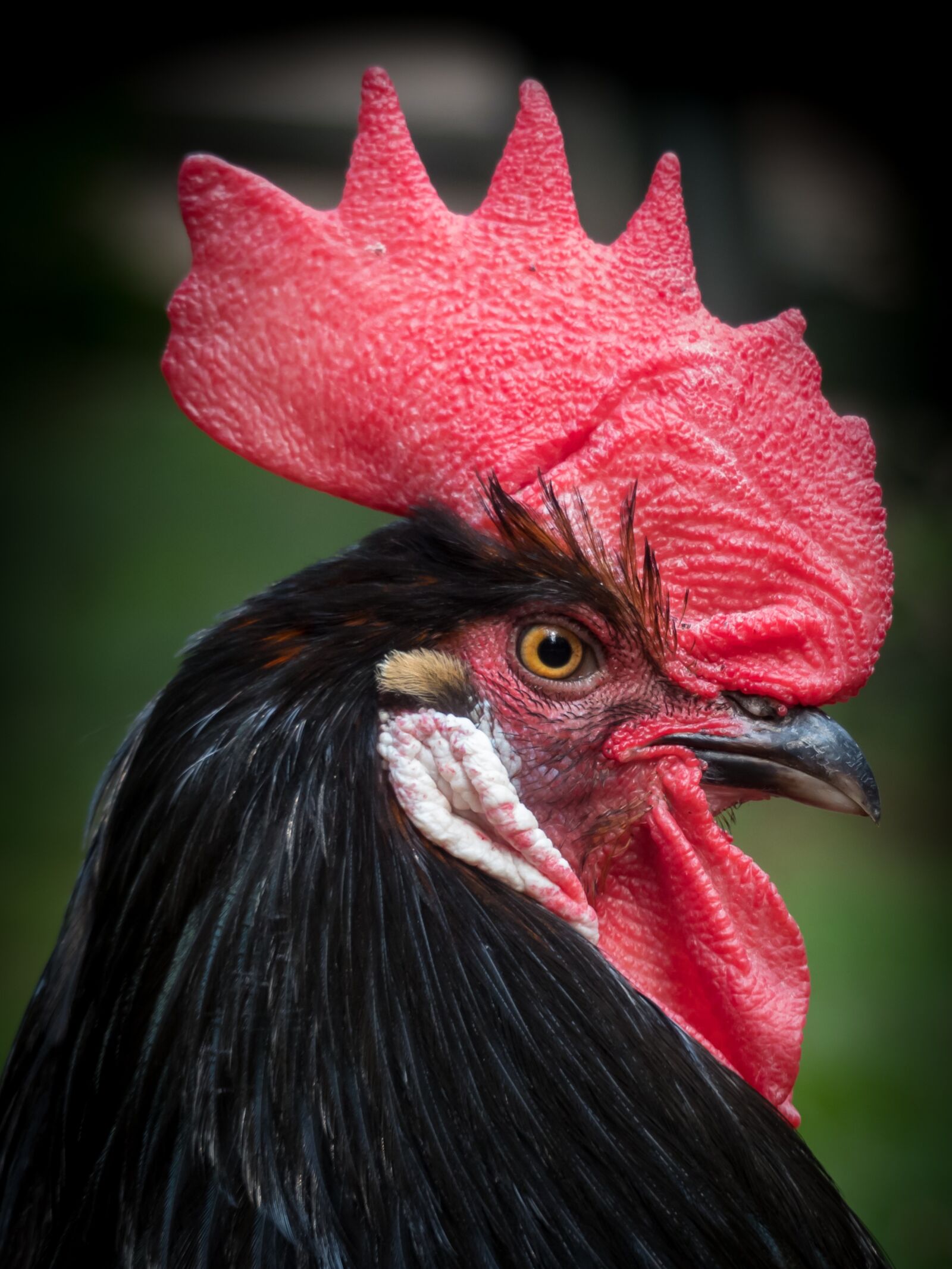 Panasonic Lumix DMC-FZ300 sample photo. Hahn, poultry, bird photography