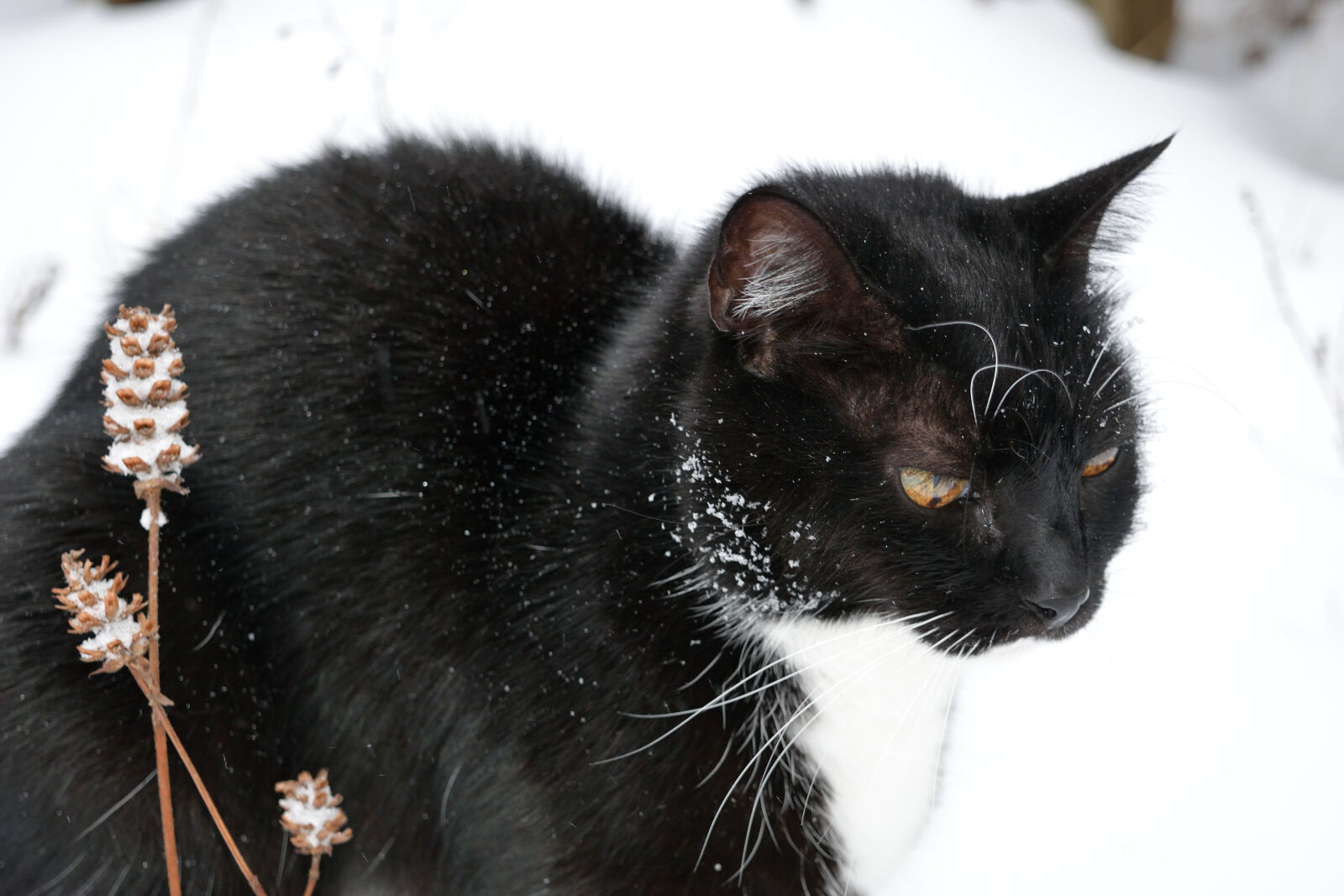 Nikon D3300 sample photo. Animal, cat, pet, snow photography