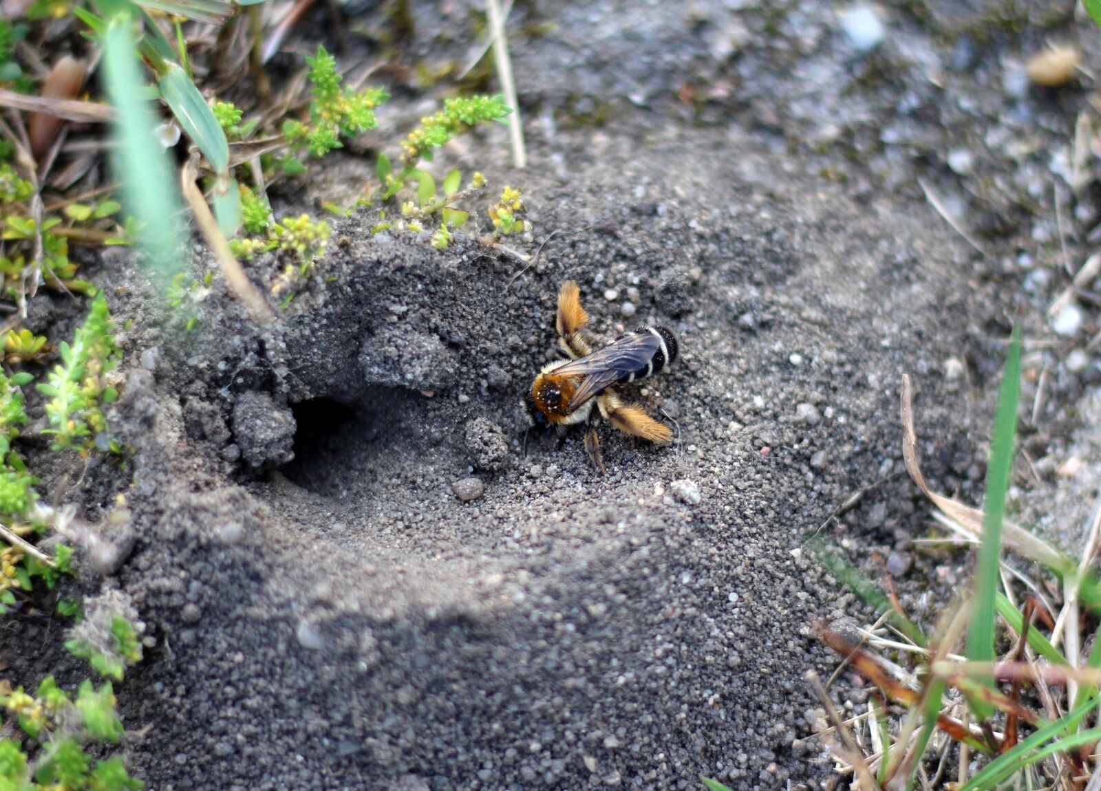Canon EOS 650D (EOS Rebel T4i / EOS Kiss X6i) + Canon EF 50mm F1.8 STM sample photo. Bee, pants bee, wild photography