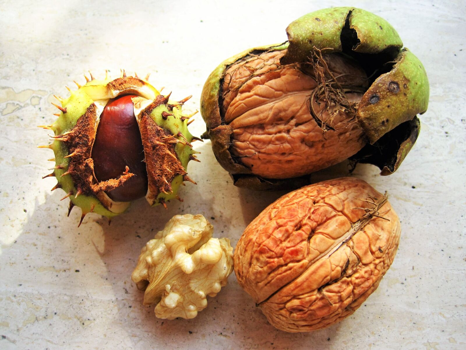 Canon PowerShot SD1200 IS (Digital IXUS 95 IS / IXY Digital 110 IS) sample photo. Chestnut, walnuts, in the photography