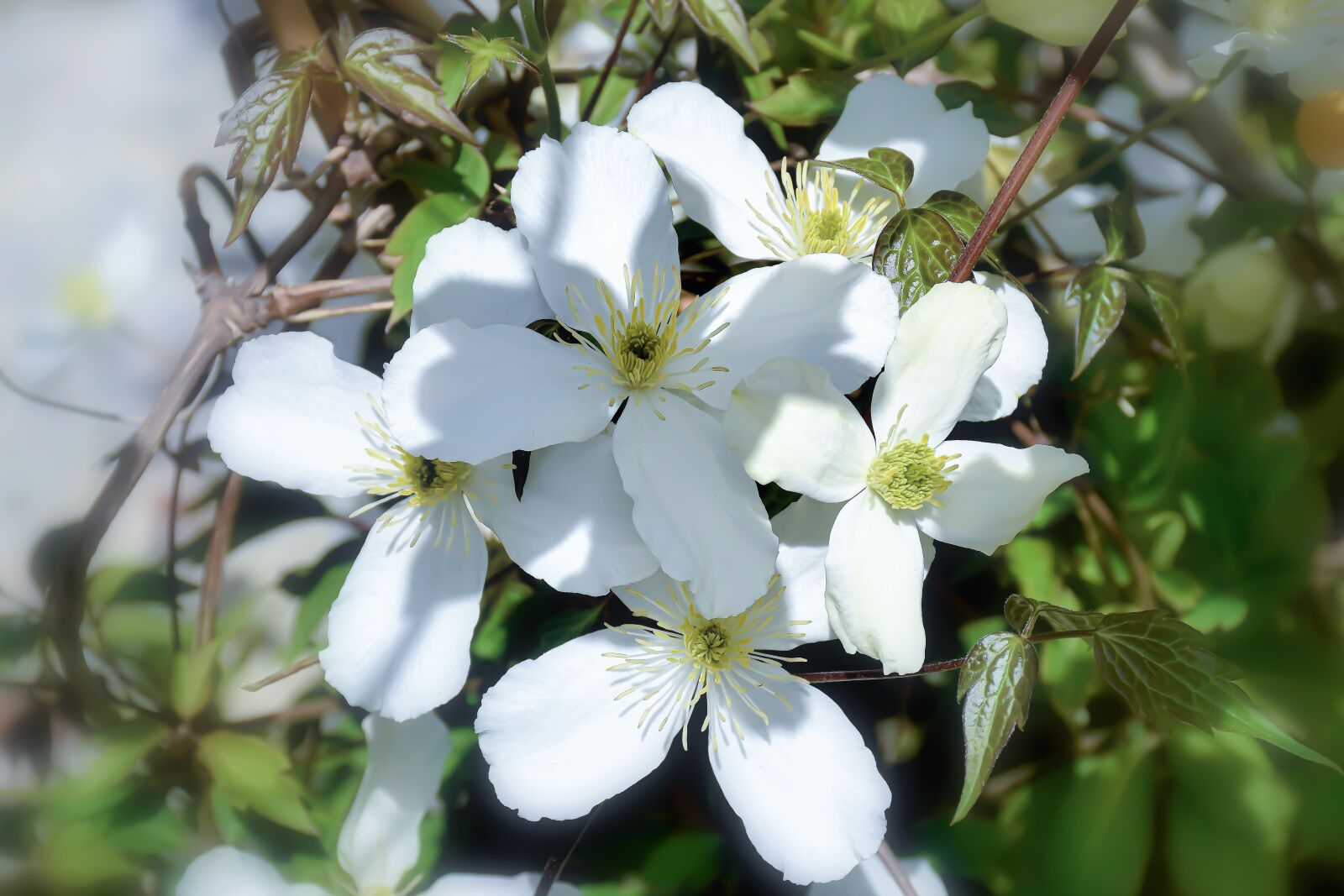Nikon D5600 sample photo. Flowers, white, tender photography