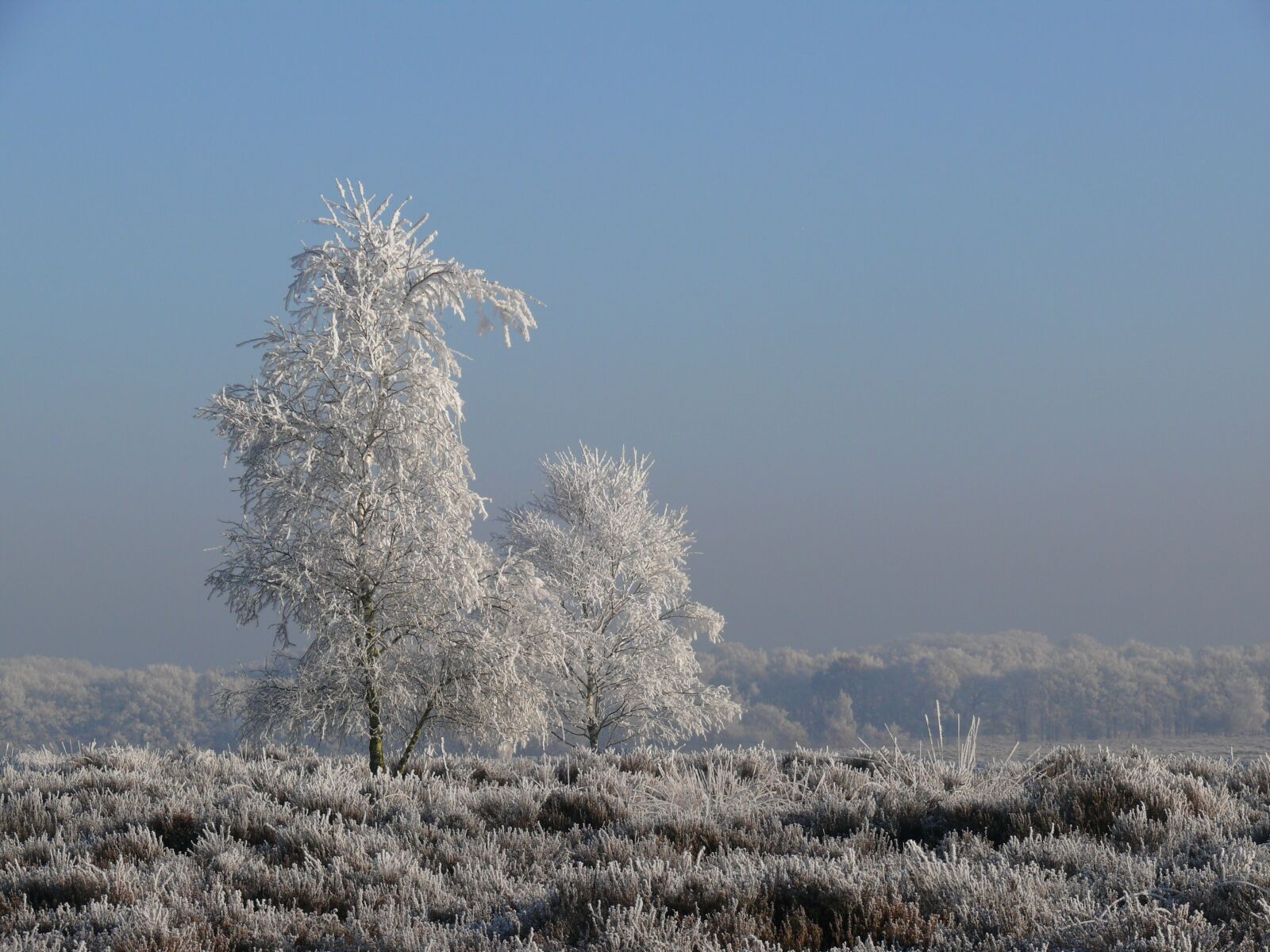 Panasonic DMC-FZ50 sample photo. Winter, ripe, frost photography
