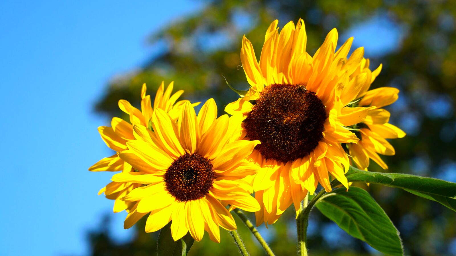 Sony a6400 sample photo. Flower, sunflower, blossom photography