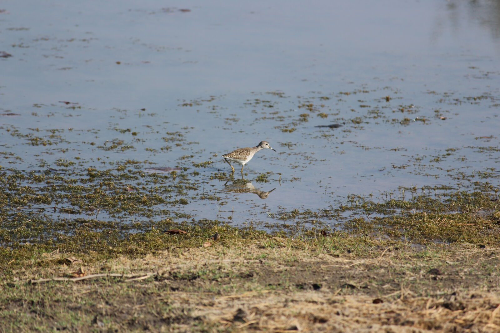 Canon EOS 700D (EOS Rebel T5i / EOS Kiss X7i) sample photo