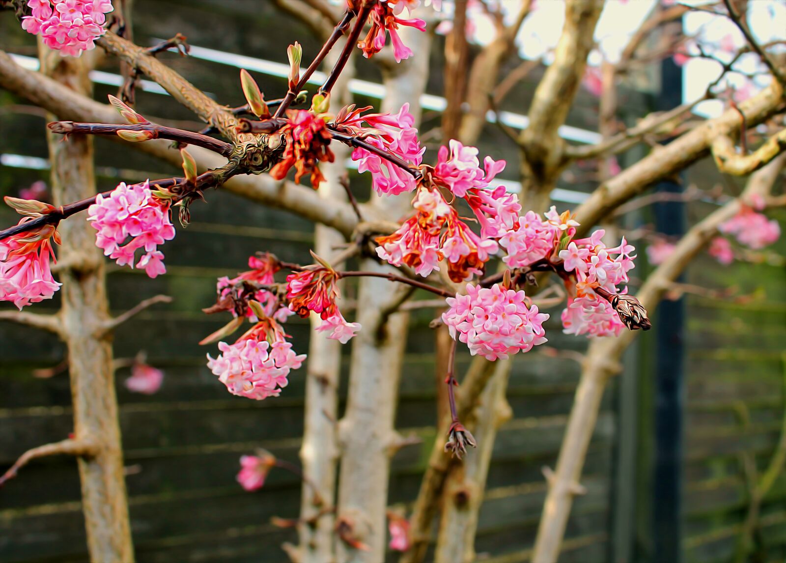 Canon EOS 1100D (EOS Rebel T3 / EOS Kiss X50) sample photo. Forårsgren, flowers, branch photography