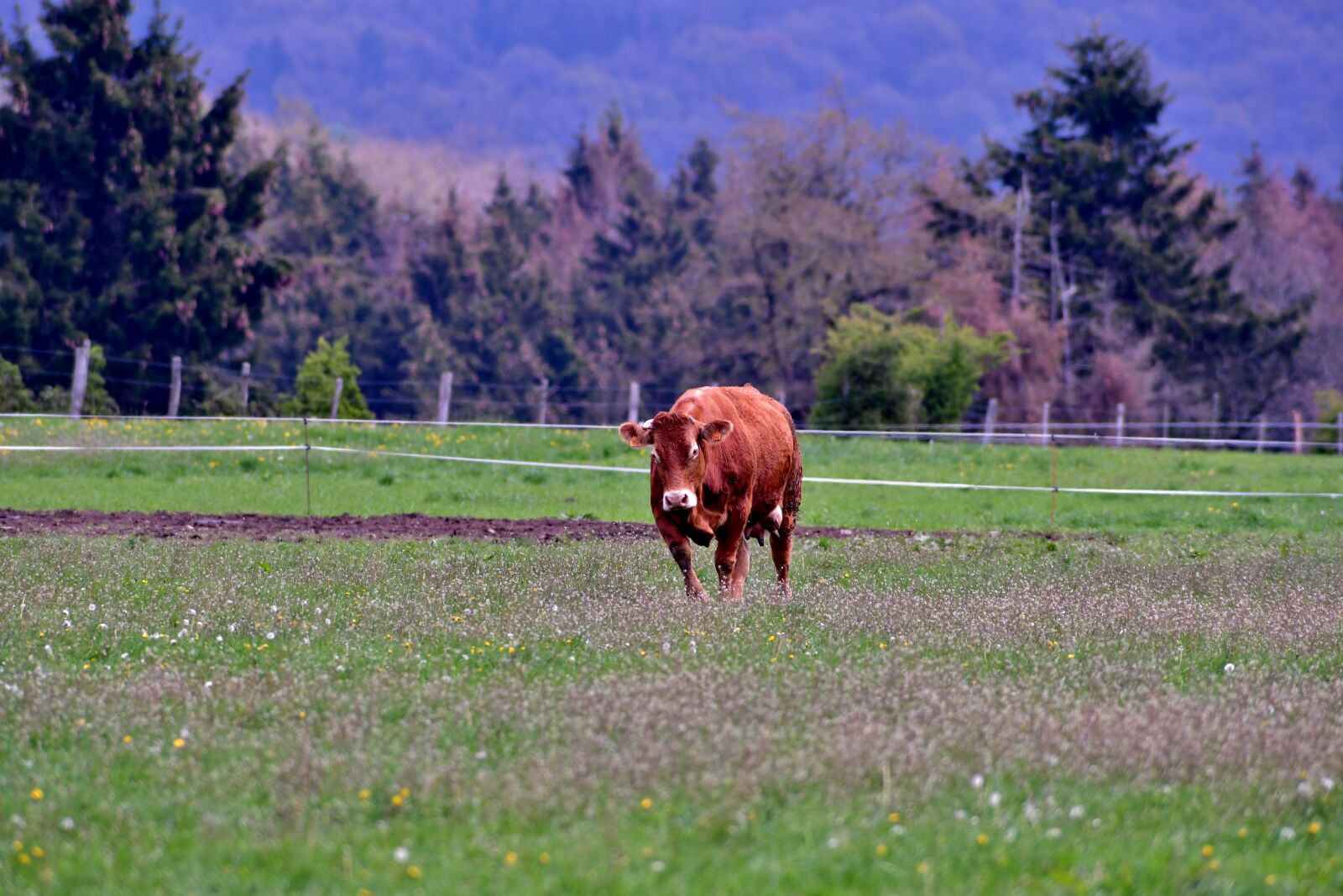 Nikon D500 sample photo. Cow, landscape, mammal photography