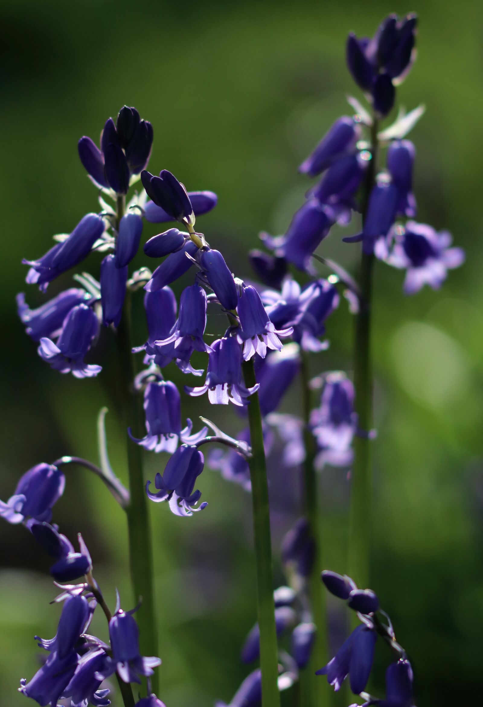 Canon EOS 80D sample photo. Bluebells, england, spring photography