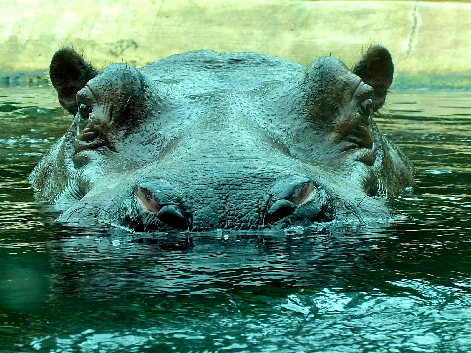 Fujifilm XF1 sample photo. Hippo, zoo, hippopotamus photography