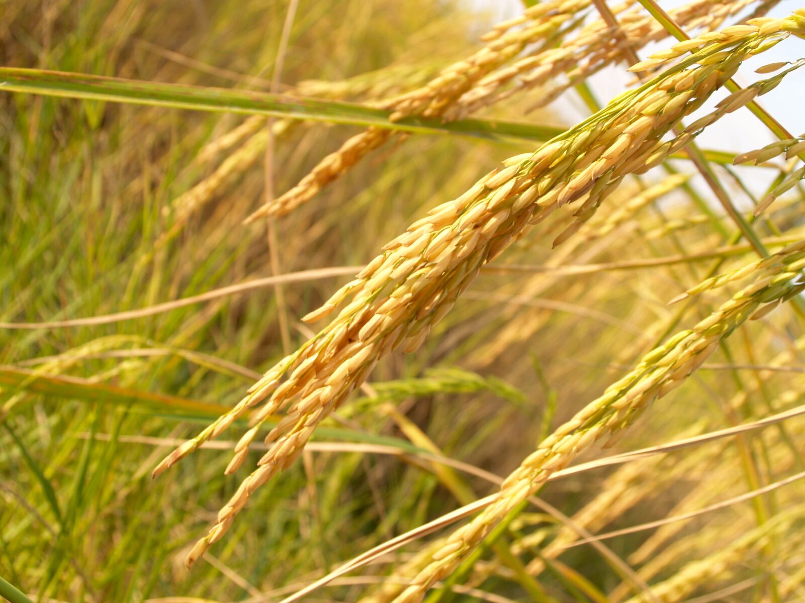 Olympus E-300 (EVOLT E-300) sample photo. Agriculture, asia, autumn photography
