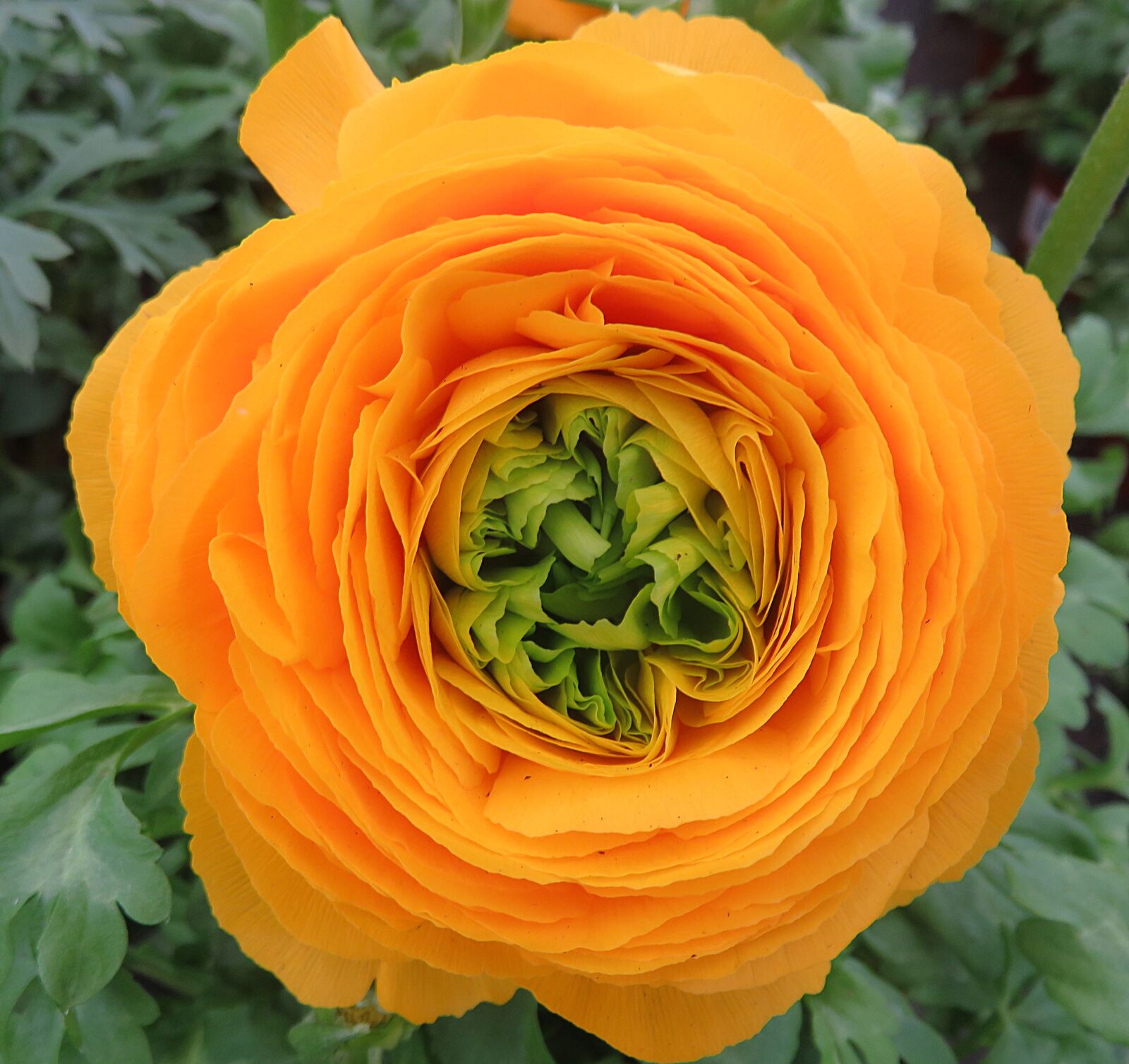 Canon PowerShot SX700 HS sample photo. Buttercup, flower, orange photography