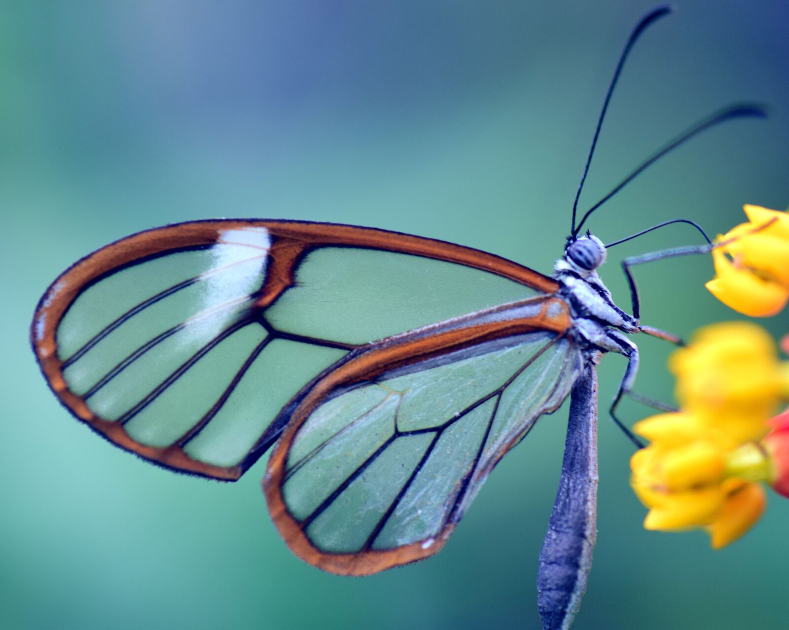 Nikon D3300 sample photo. Butterfly, glass wings, greta photography
