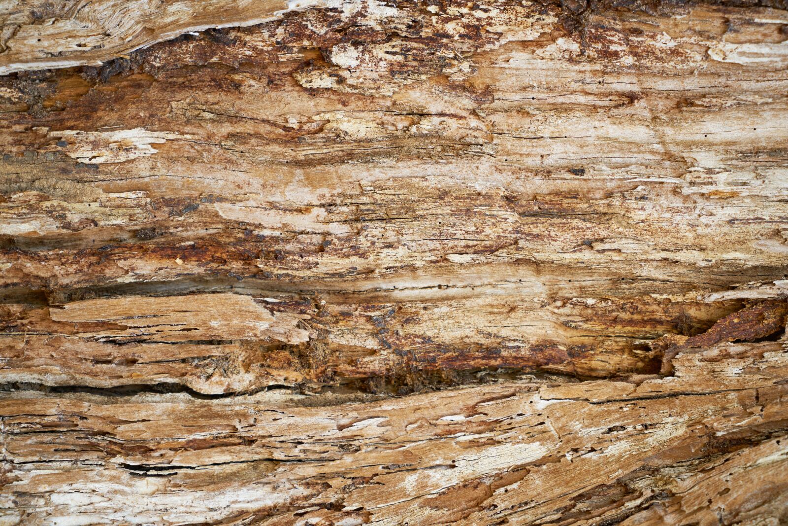 Sony a7R II sample photo. Abstract, texture, tree photography