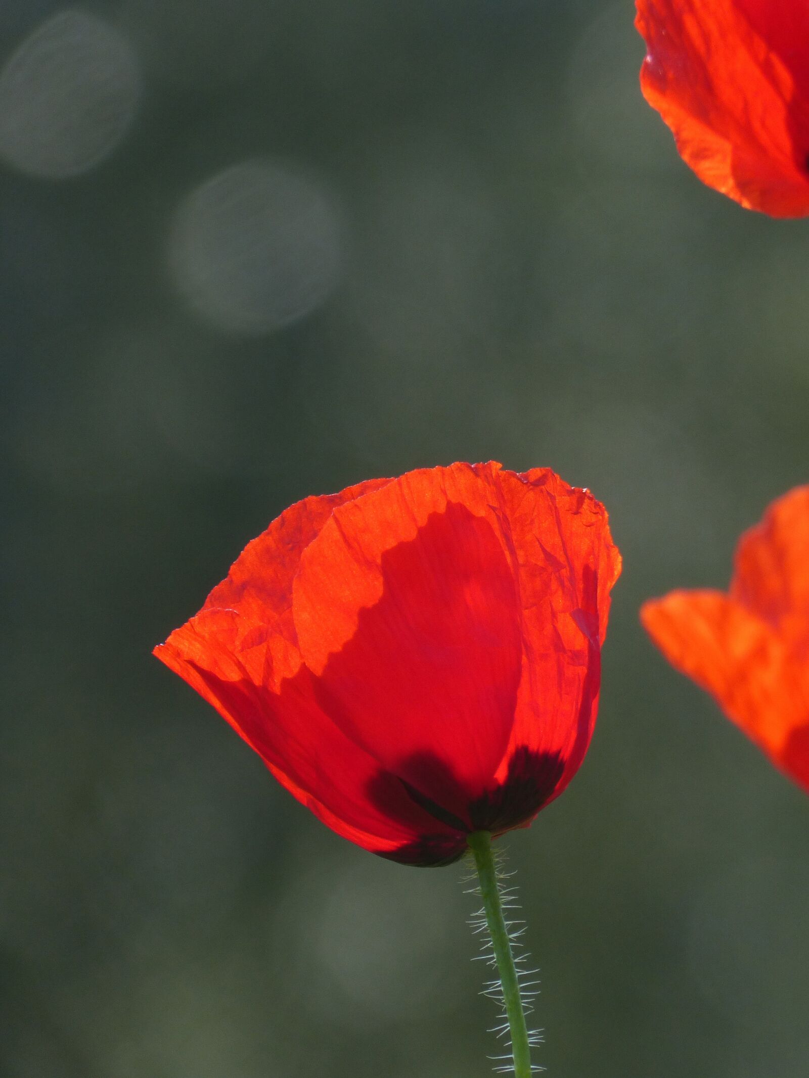 Panasonic DMC-FZ62 sample photo. Poppy, ababol, rosella photography