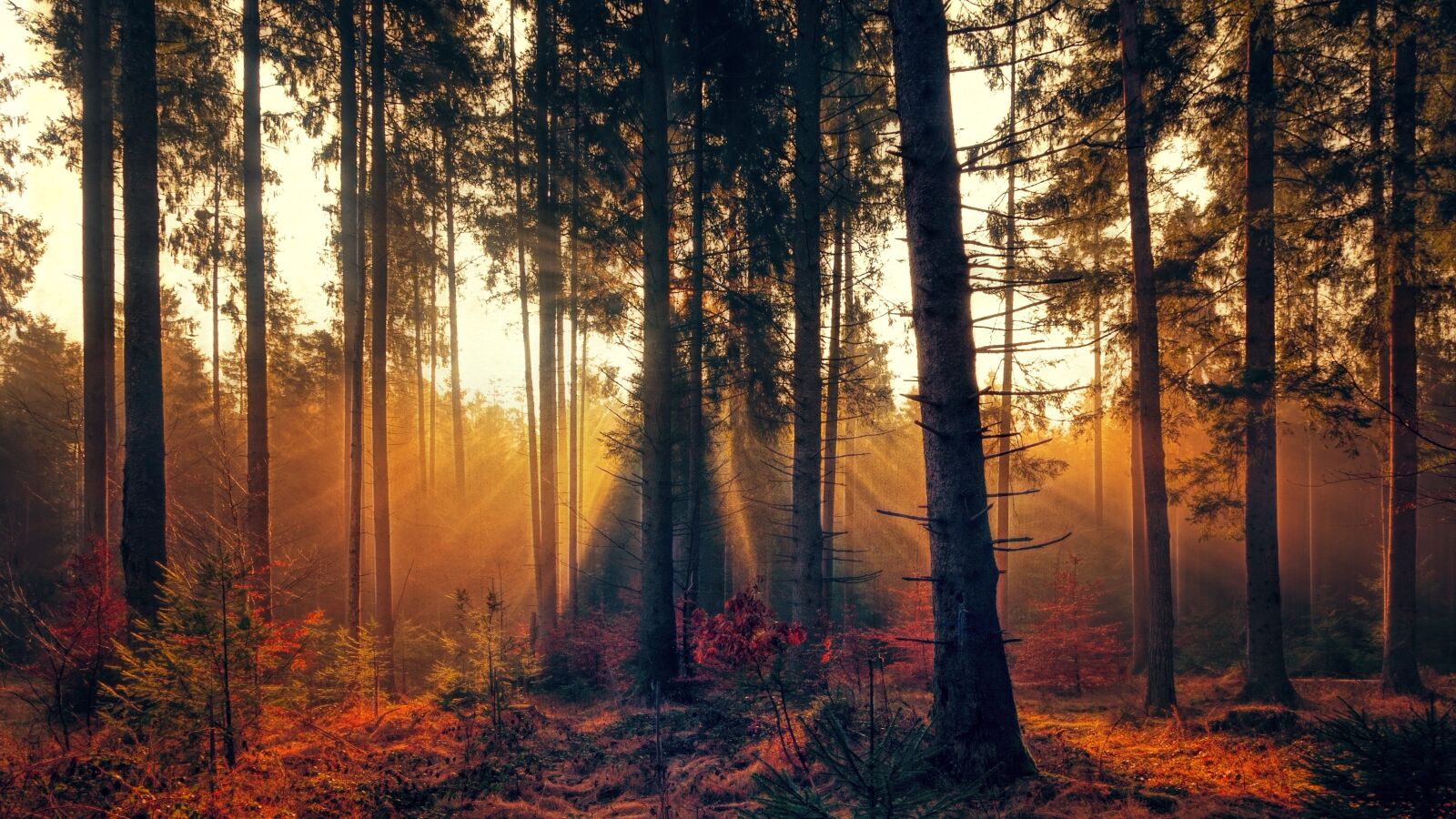 Canon EOS 5D sample photo. Forest, fog, sunlight photography