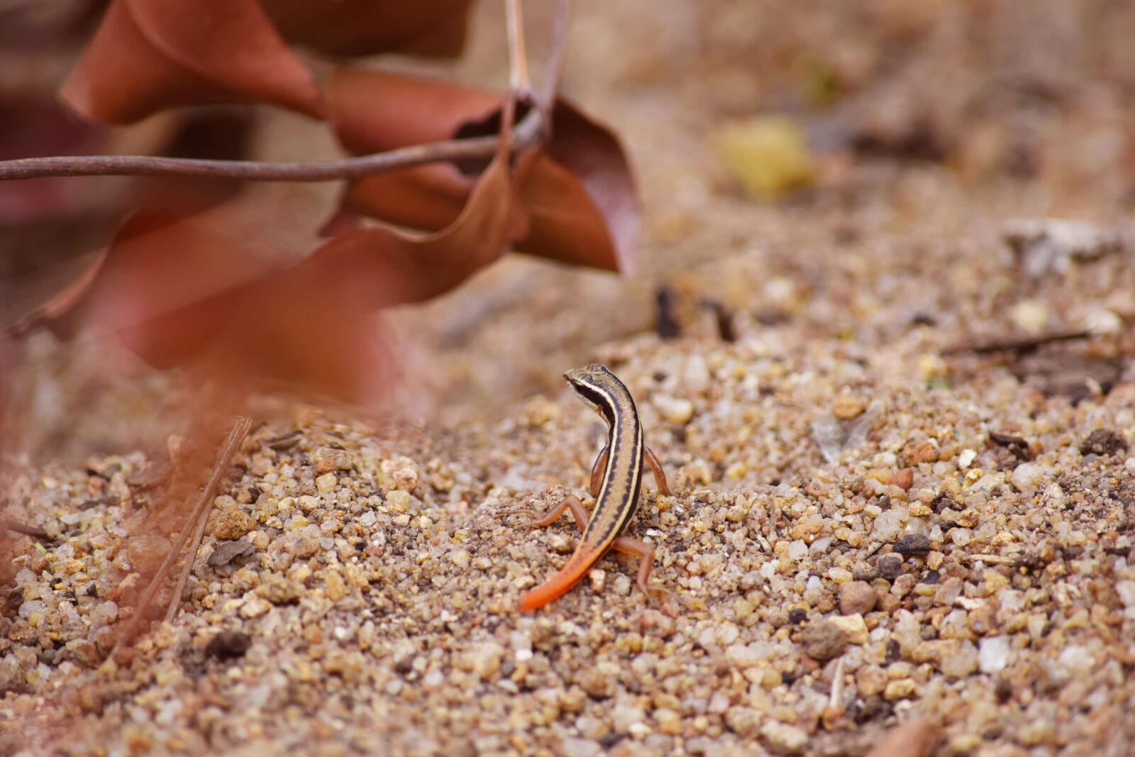 Nikon D5300 sample photo. Animal, dussumieri, sand, stone photography