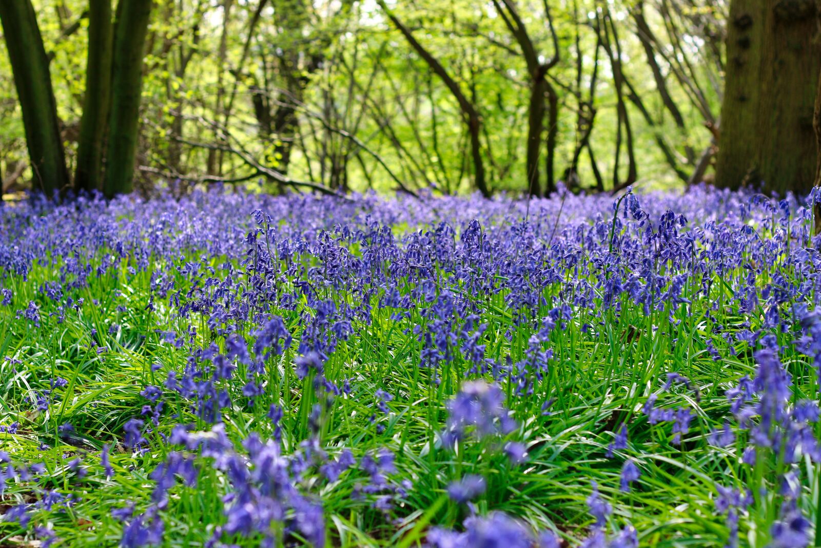 Canon EOS 70D sample photo. Bluebells, spring, woods photography