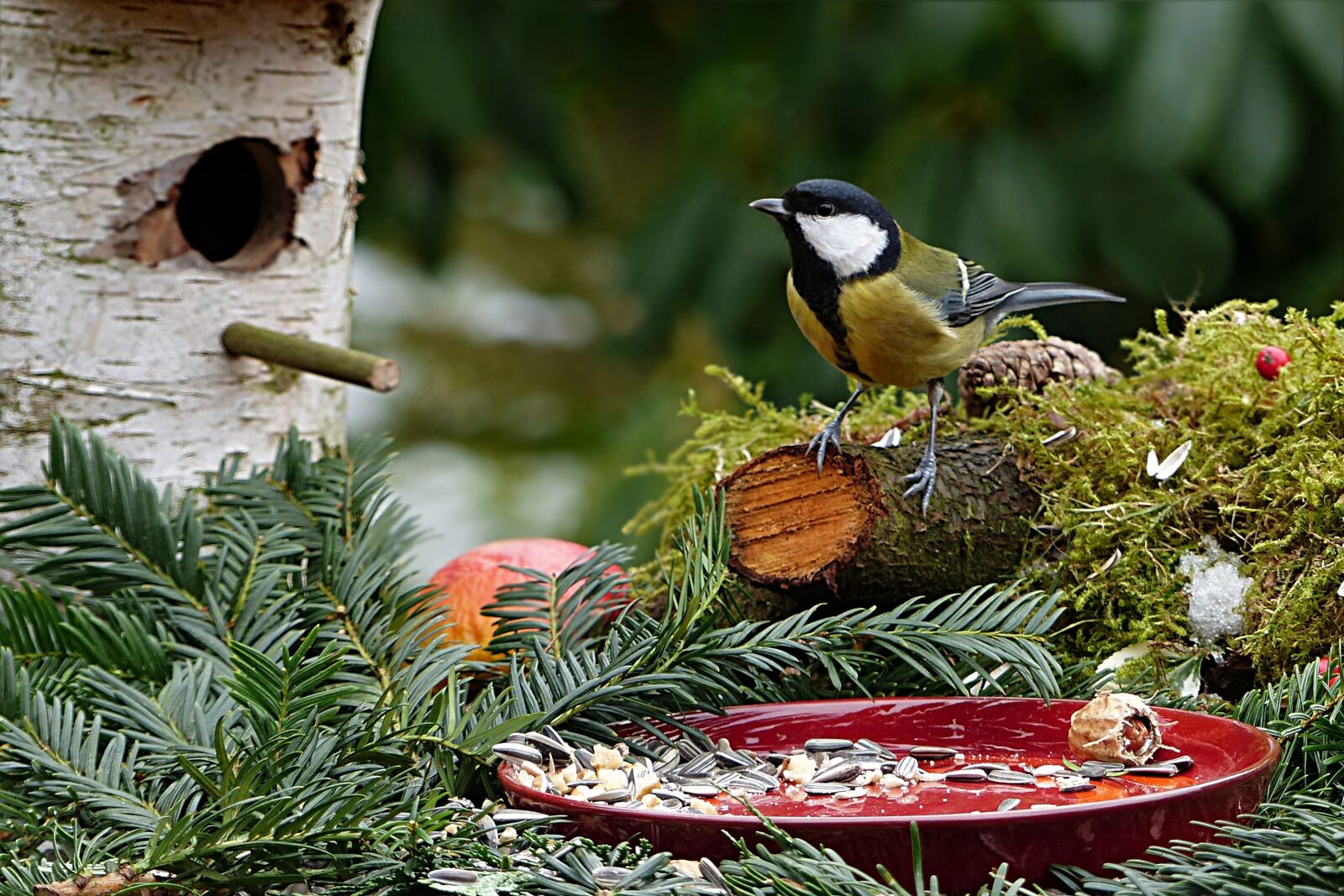 Panasonic Lumix DMC-FZ200 sample photo. Animal, bird, tit photography