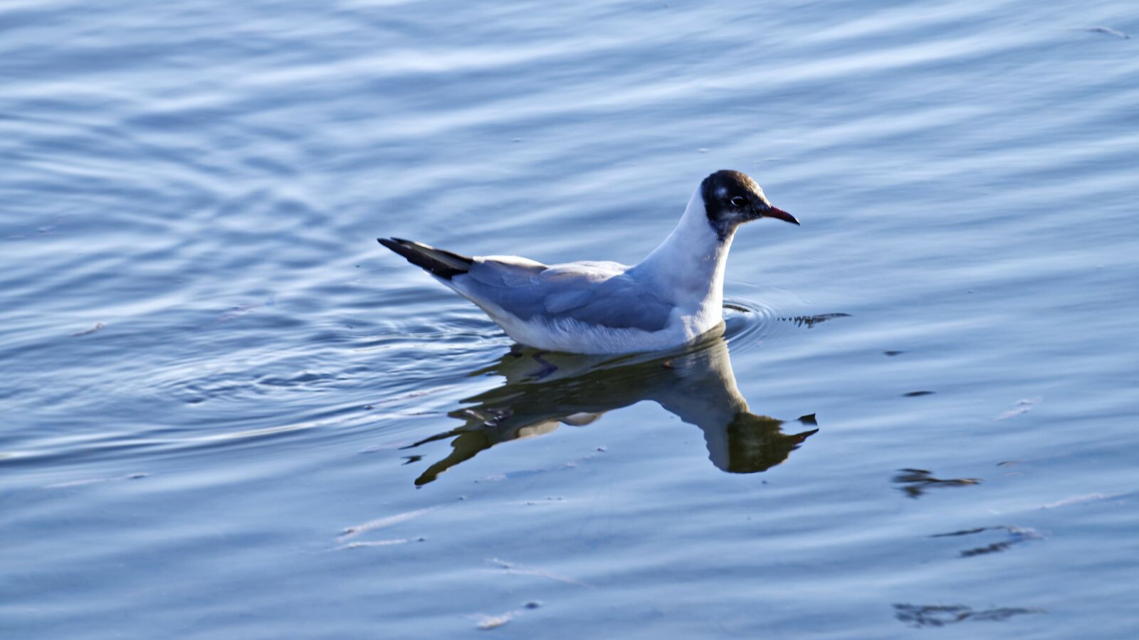 Nikon D5300 sample photo. Bird, gull, plumage photography