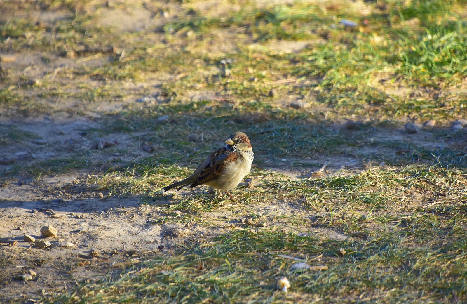 Nikon D7200 sample photo. Birds, sparrow, plumage photography