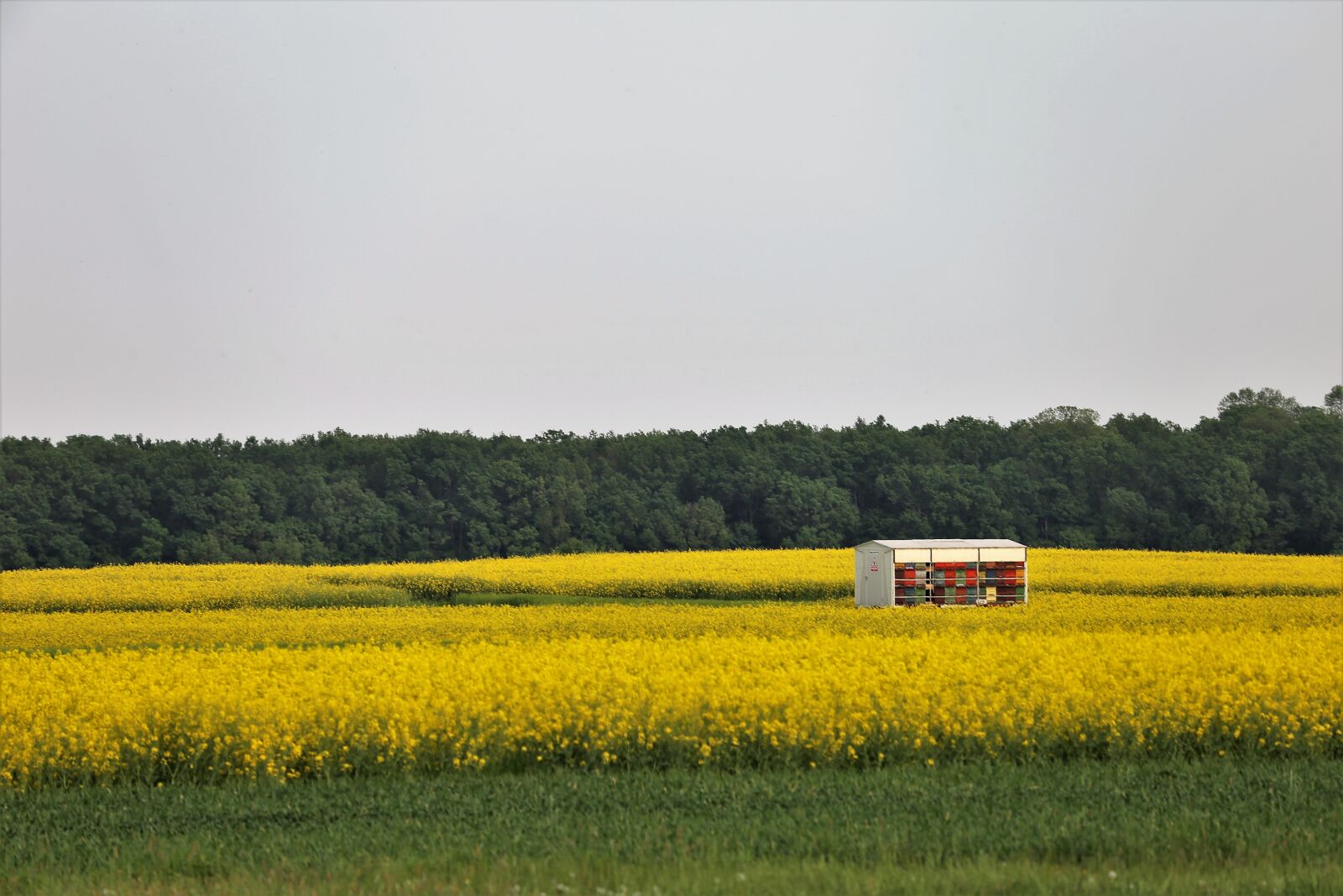 Canon EF 70-300 F4-5.6 IS II USM sample photo. Bees pasture, beehive, honey photography