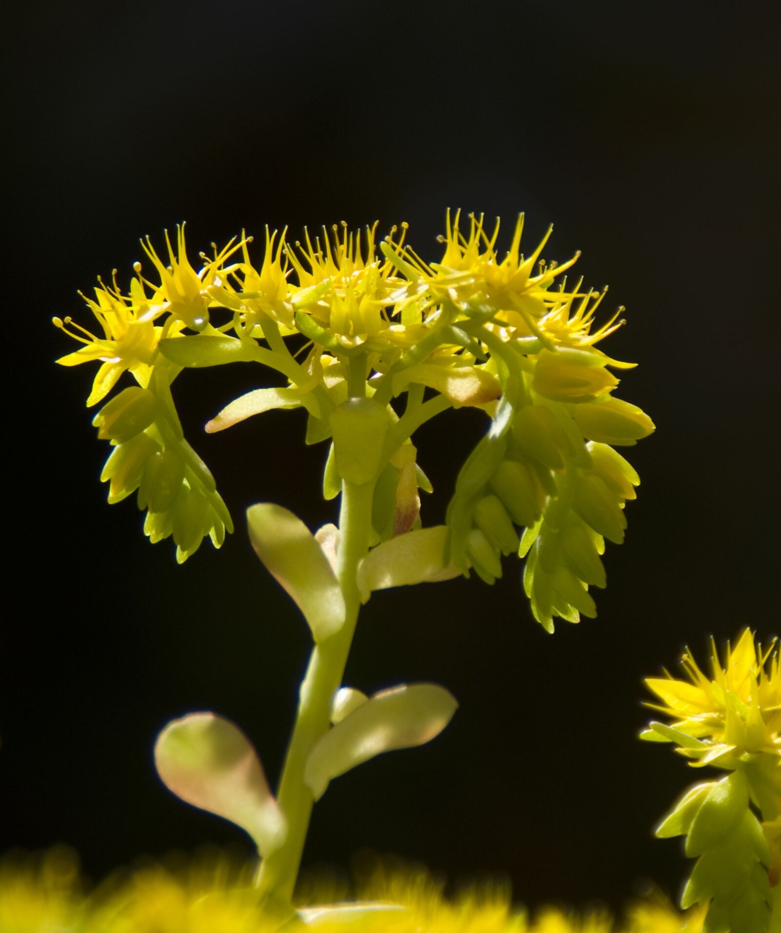Pentax K-30 sample photo. Flower, plant, nature photography