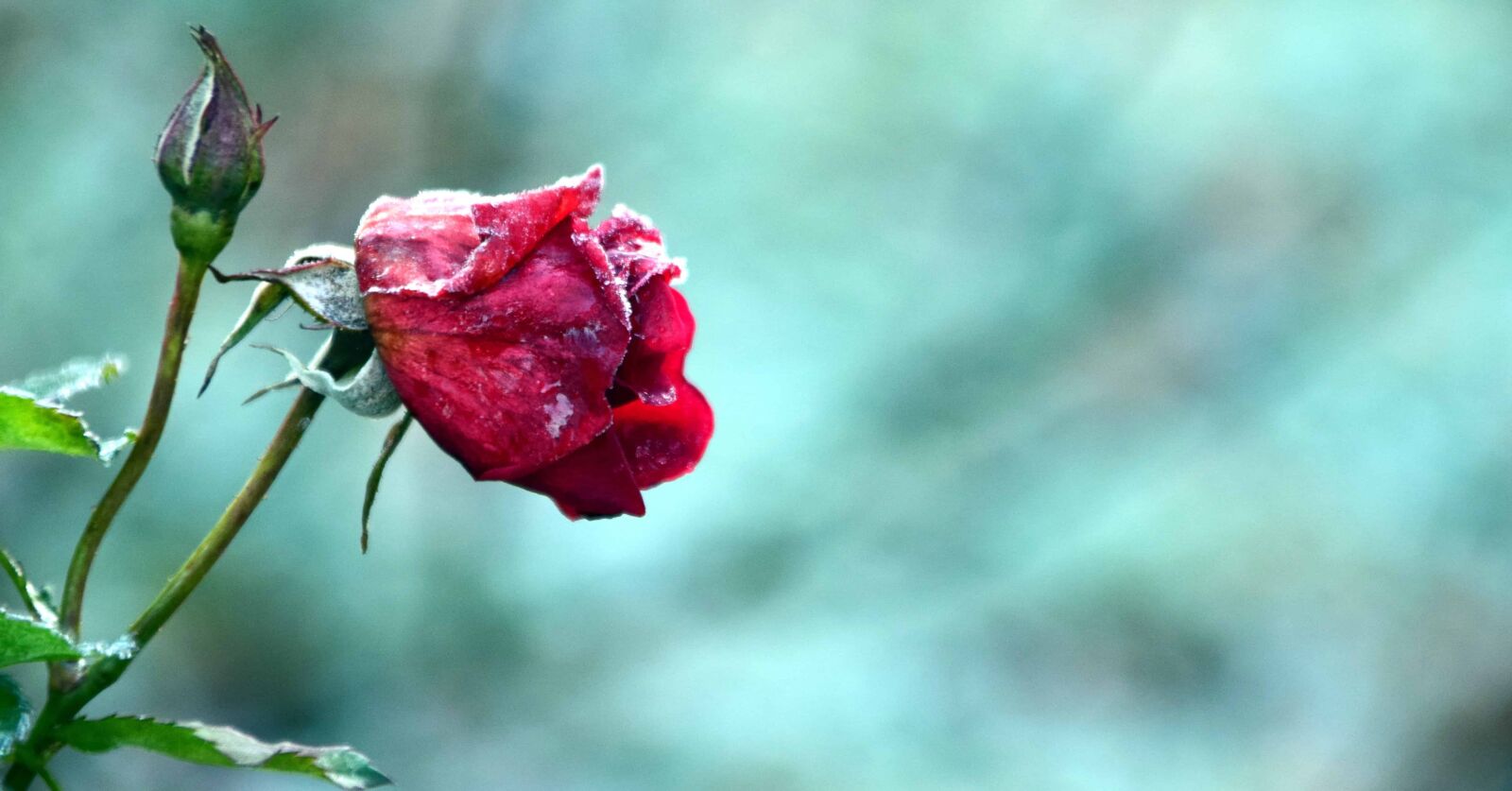 Nikon D3300 sample photo. Flower, leaf, nature, summer photography