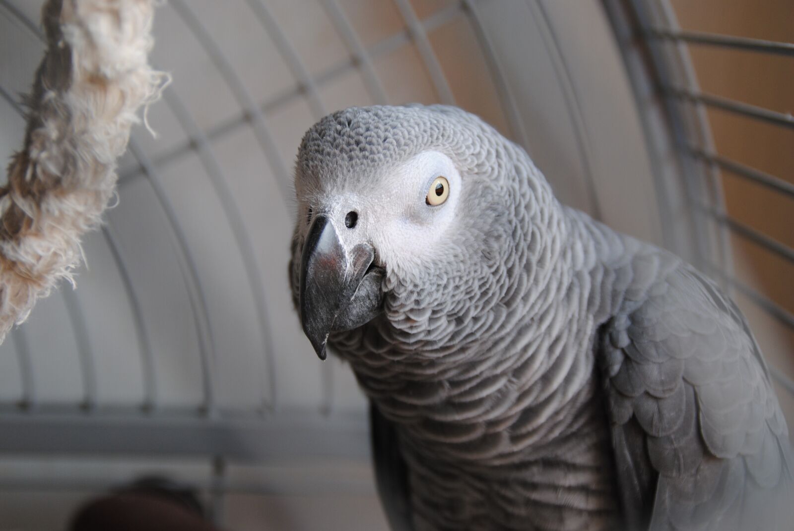 Nikon D3000 sample photo. Parrot, grey, animal photography