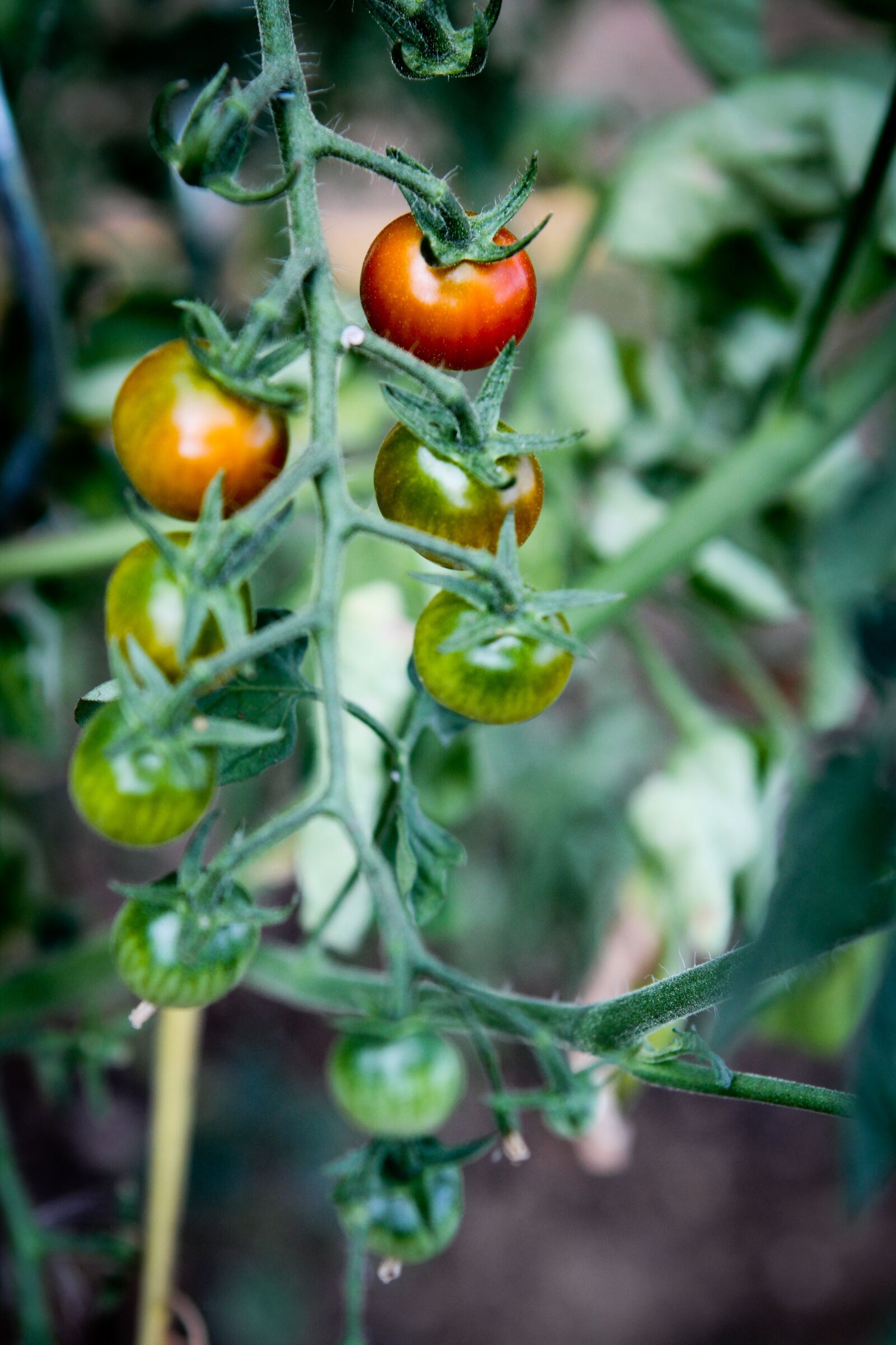Canon EOS 7D sample photo. Cherry tomatoes, garden, food photography