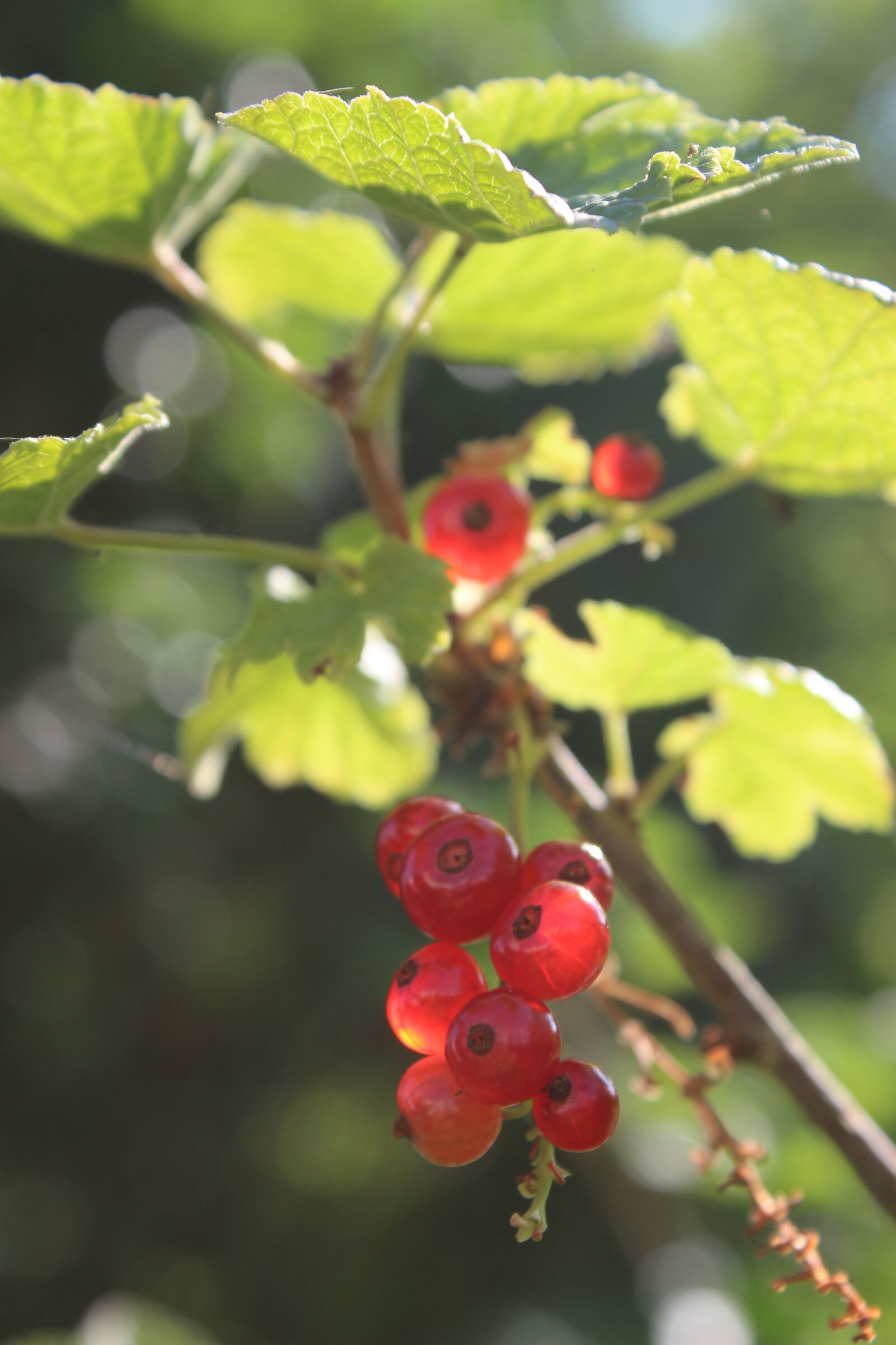 Canon EOS 700D (EOS Rebel T5i / EOS Kiss X7i) sample photo. Berry, red, vitamins photography