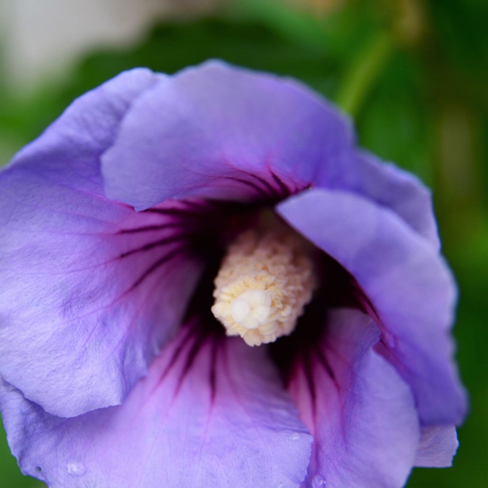 Nikon D7000 sample photo. Hibiscus, flower, mallow photography