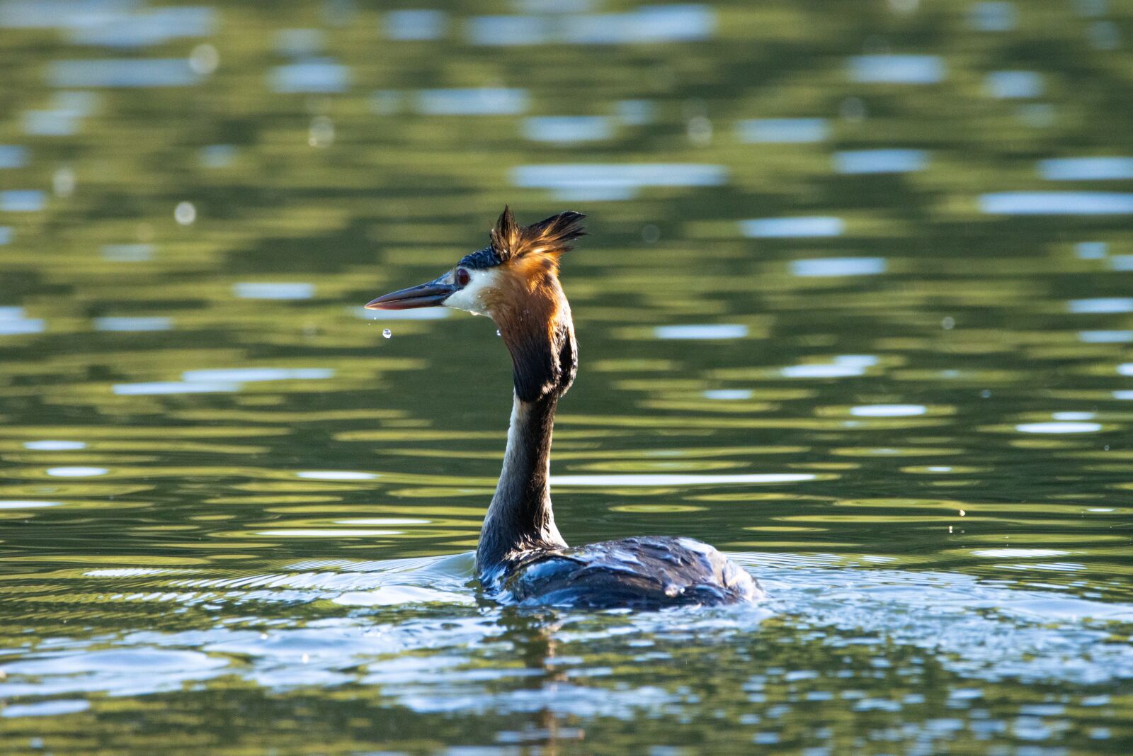 Canon EOS 90D sample photo. Great crested grebe, lake photography