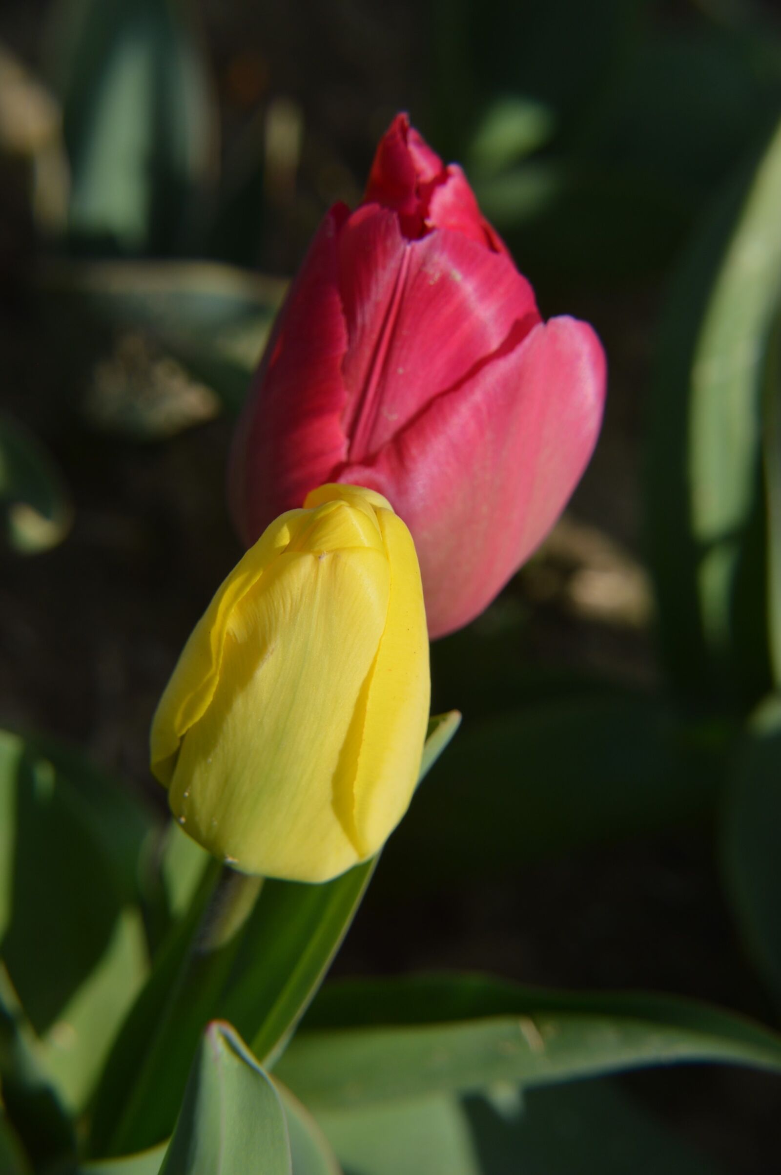 Nikon D3200 sample photo. Tulip, flower, flora photography