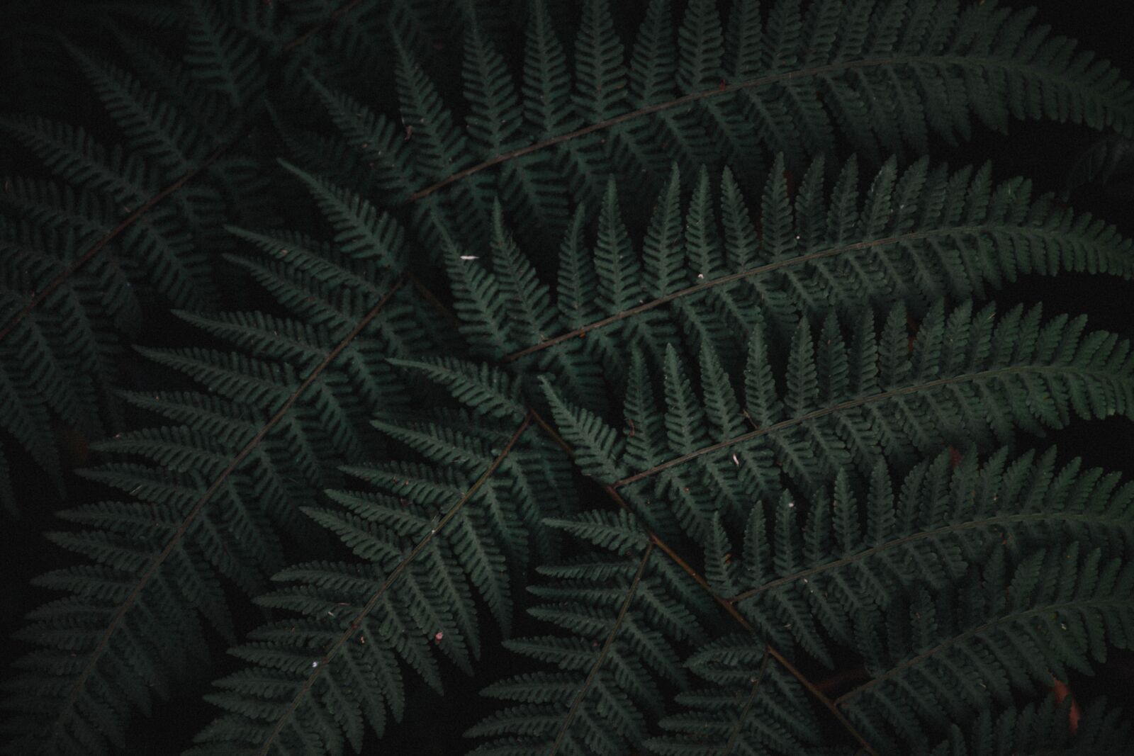 Nikon D7200 sample photo. Plant, shrub, flower photography