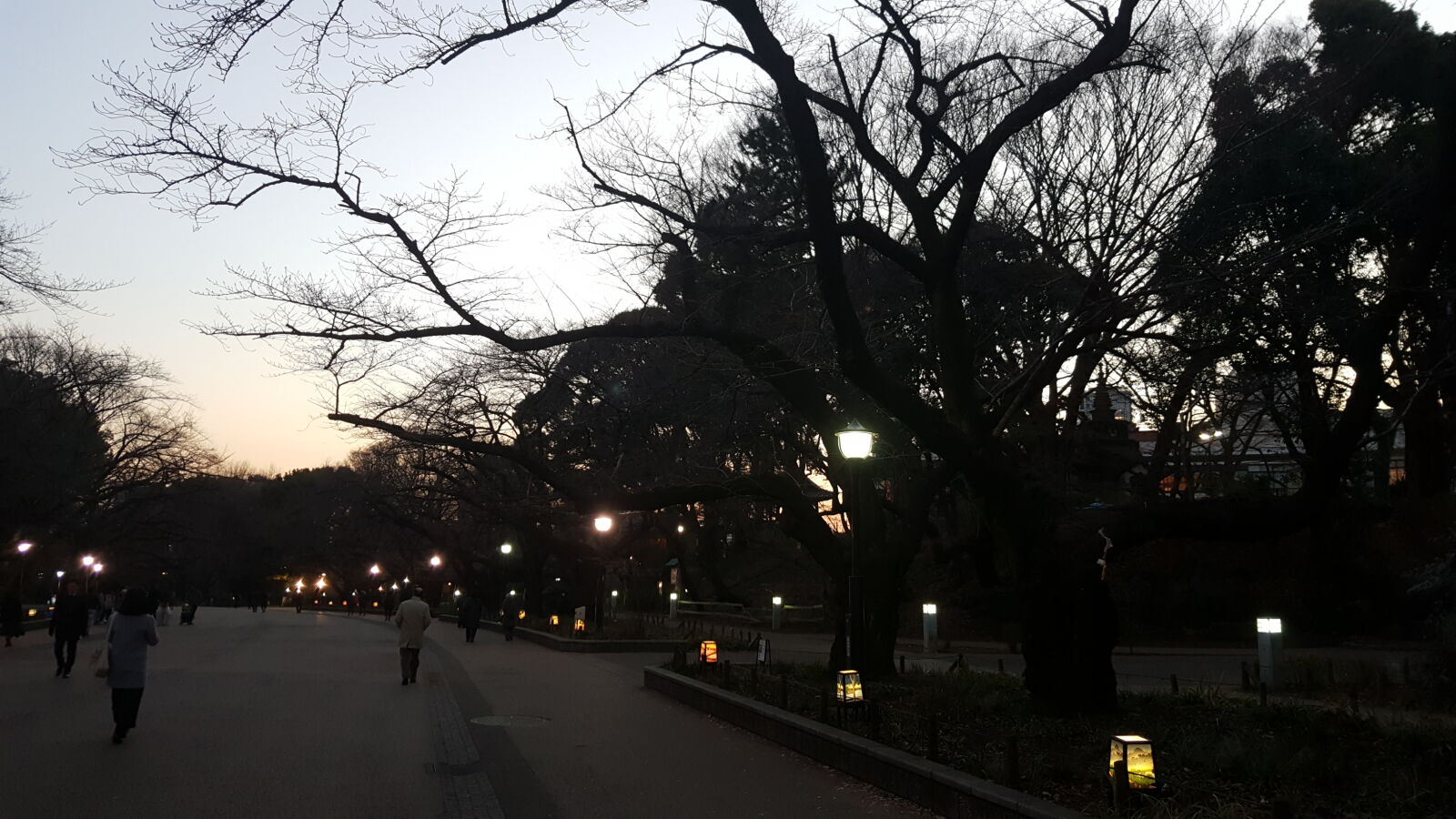 Samsung Galaxy Note5 sample photo. Branches, cold, dim, dusk photography