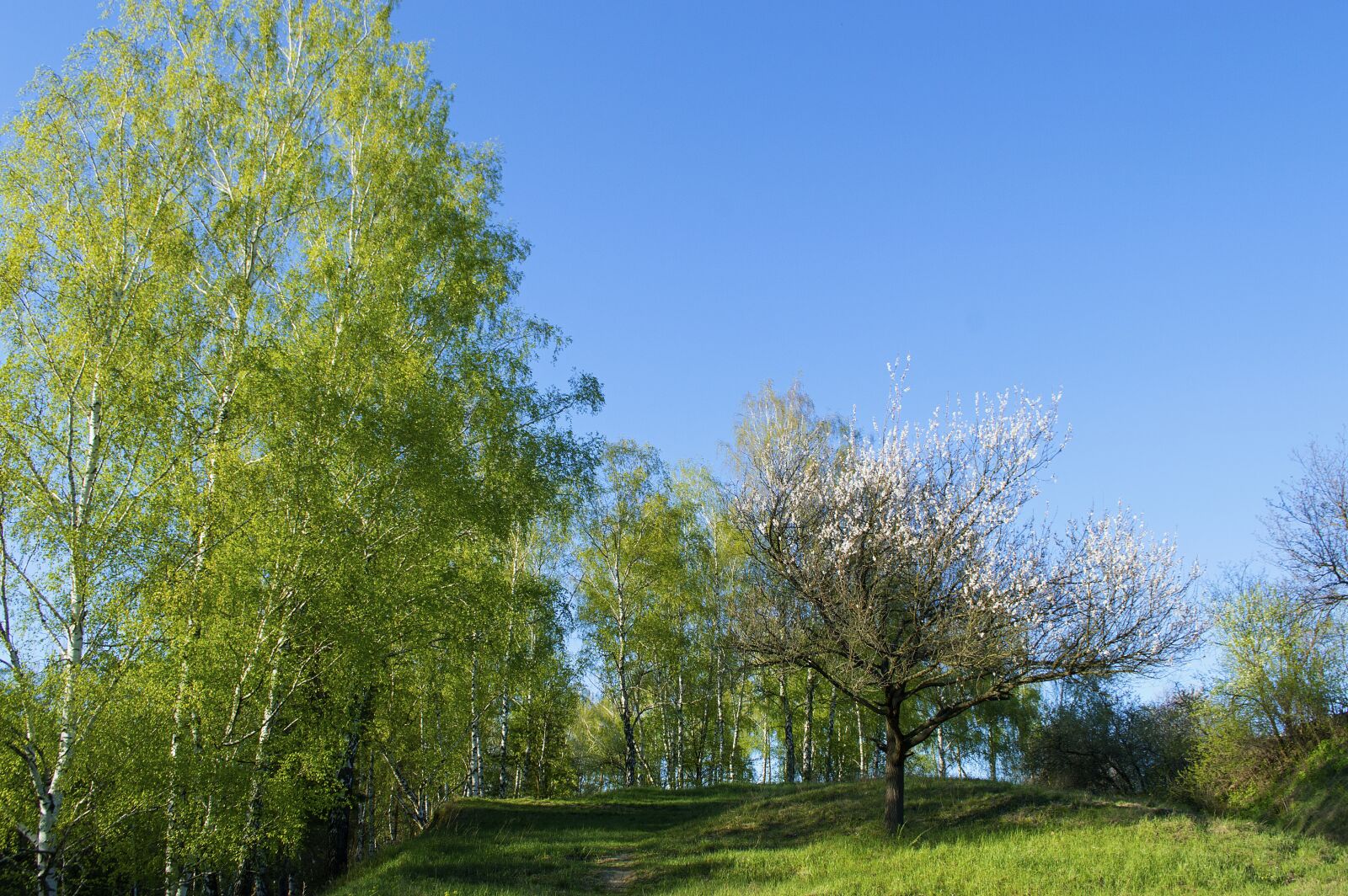 Nikon D3200 sample photo. Nature, landscape, spring photography