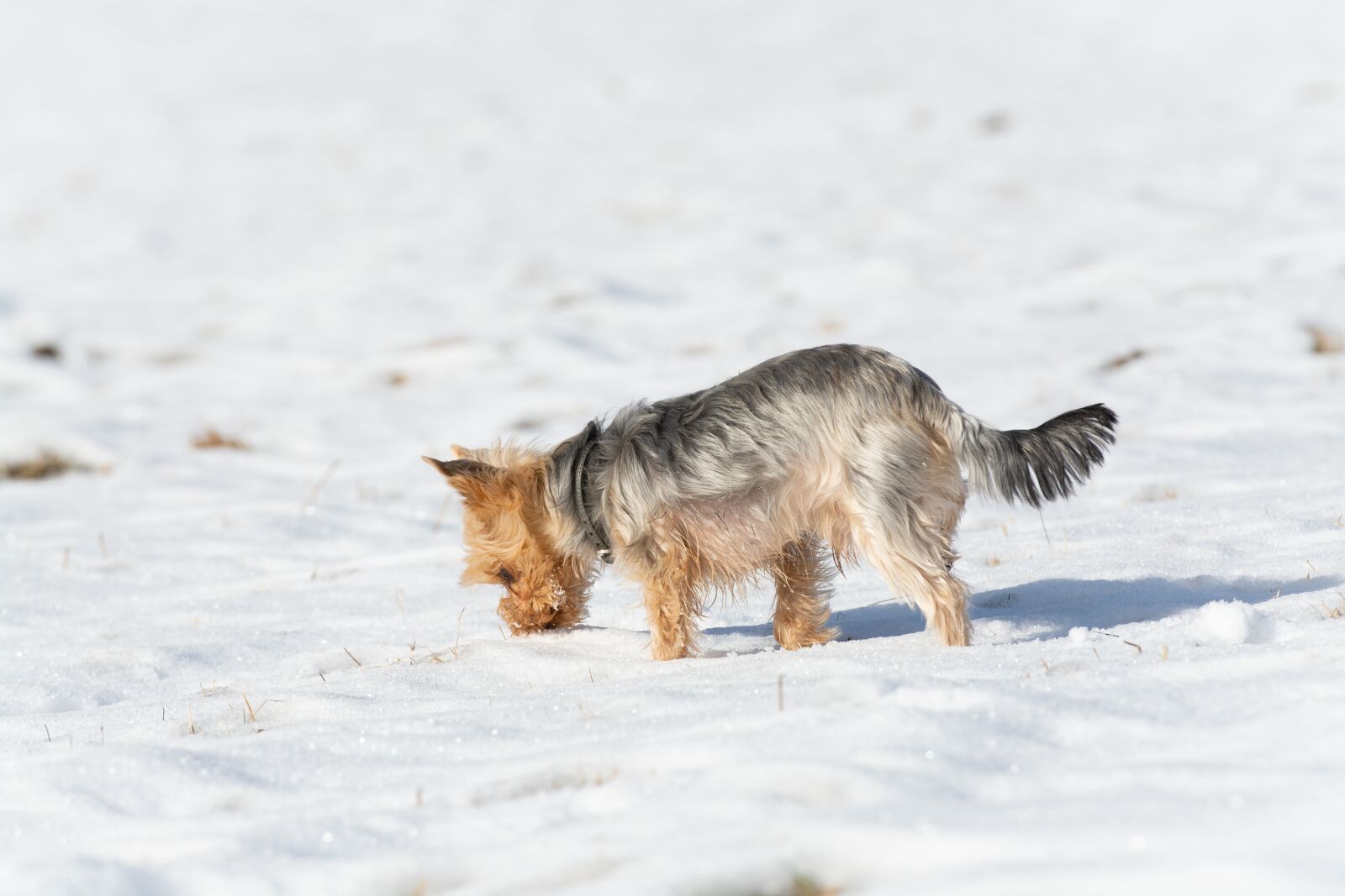 Nikon D7100 sample photo. Dog, small, snow photography