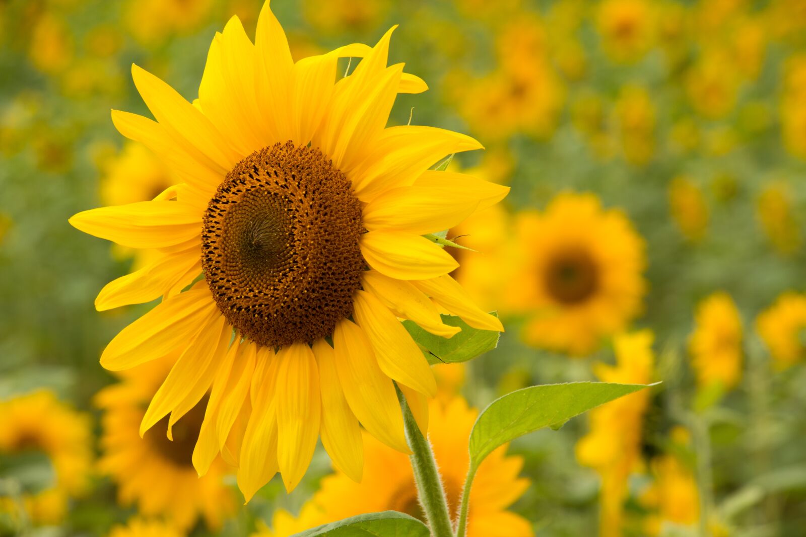 Canon EOS 70D sample photo. Sunflower, yellow, flower photography