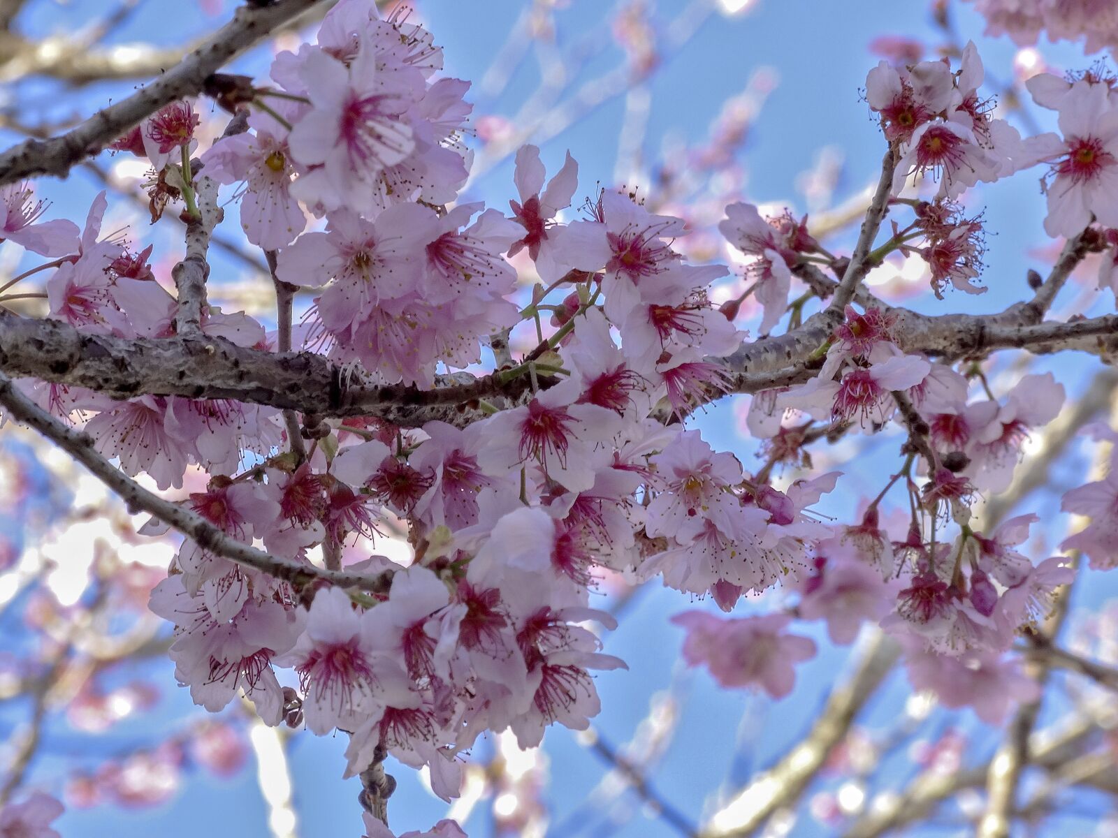 Sony Cyber-shot DSC-HX300 sample photo. Cherry, cherry blossom, nature photography