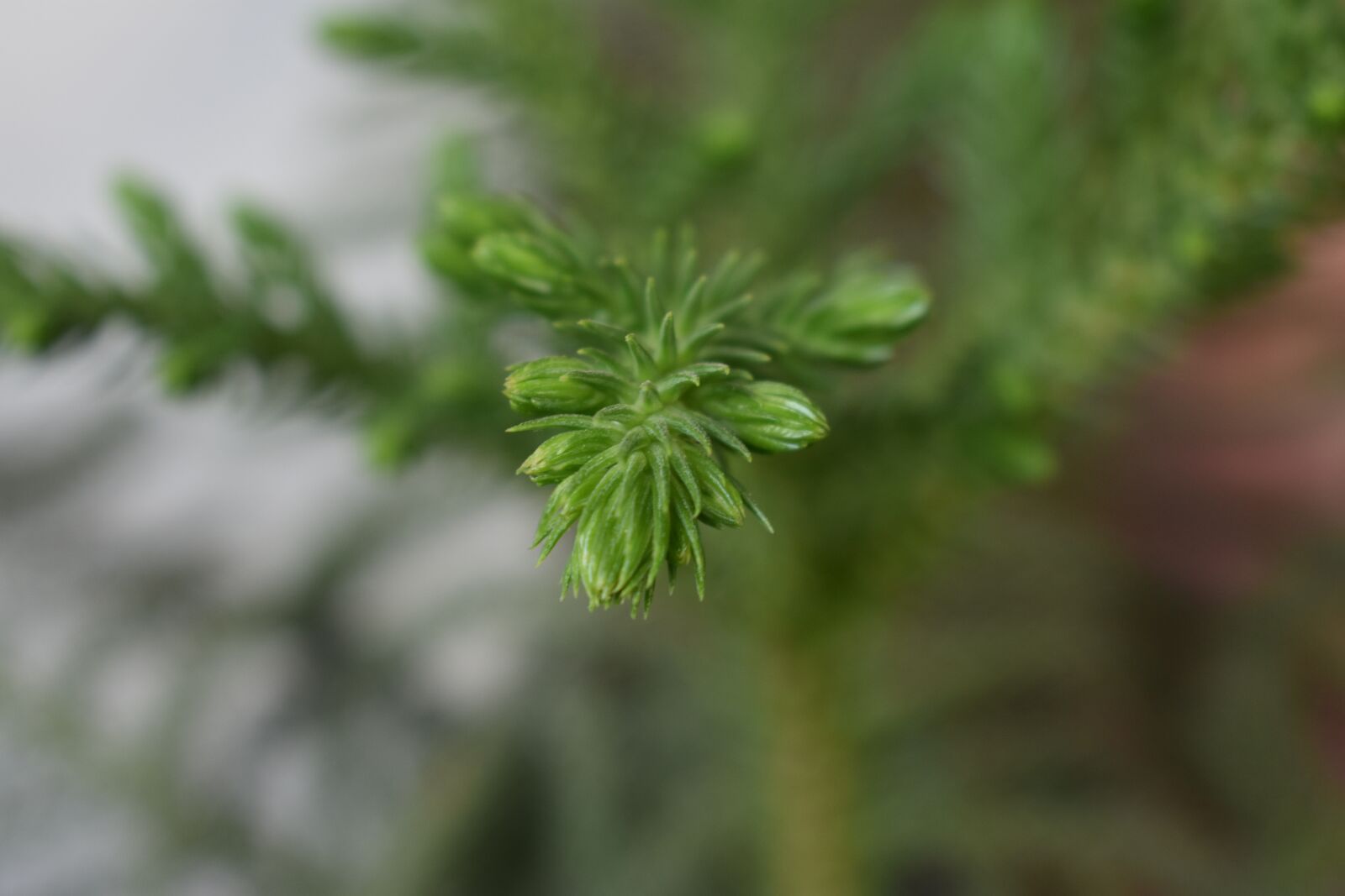 Nikon D3400 sample photo. Macro, plant, lycopodium photography