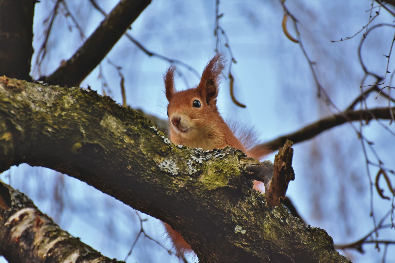 Nikon D7200 sample photo. Squirrel, verifiable kitten, rodent photography