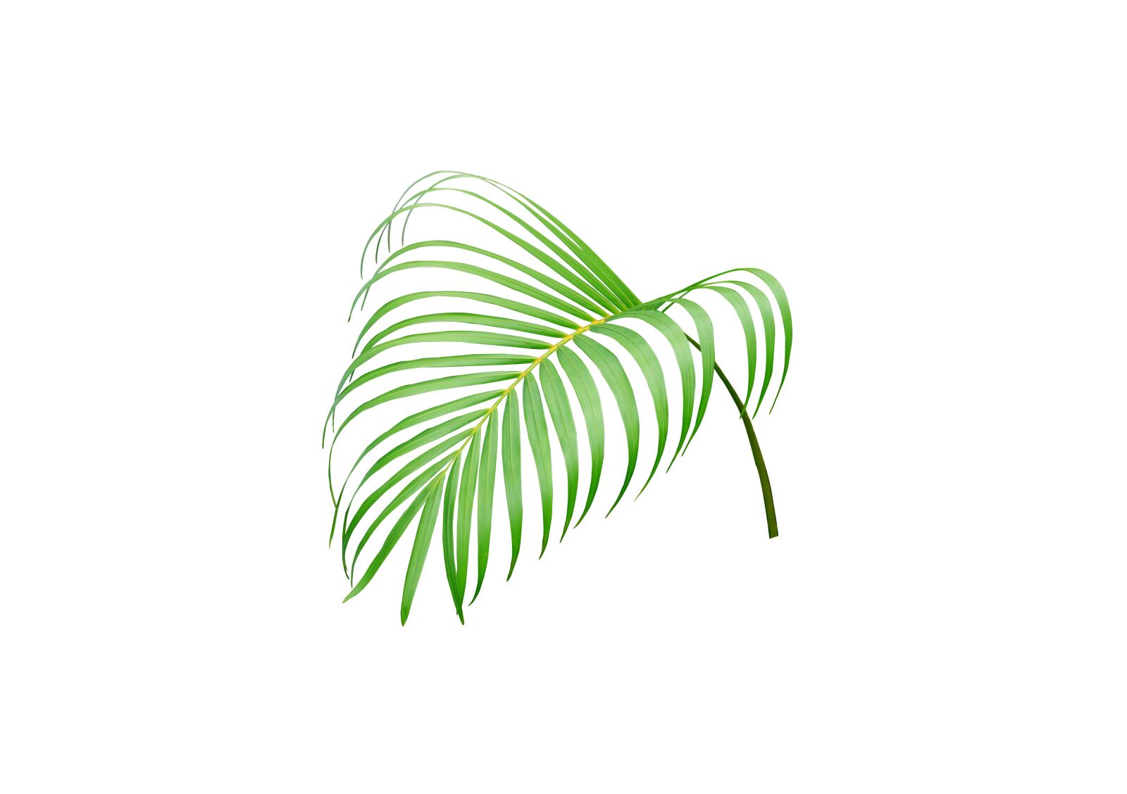 Canon EOS 700D (EOS Rebel T5i / EOS Kiss X7i) sample photo. Palm, leaf, foliage photography