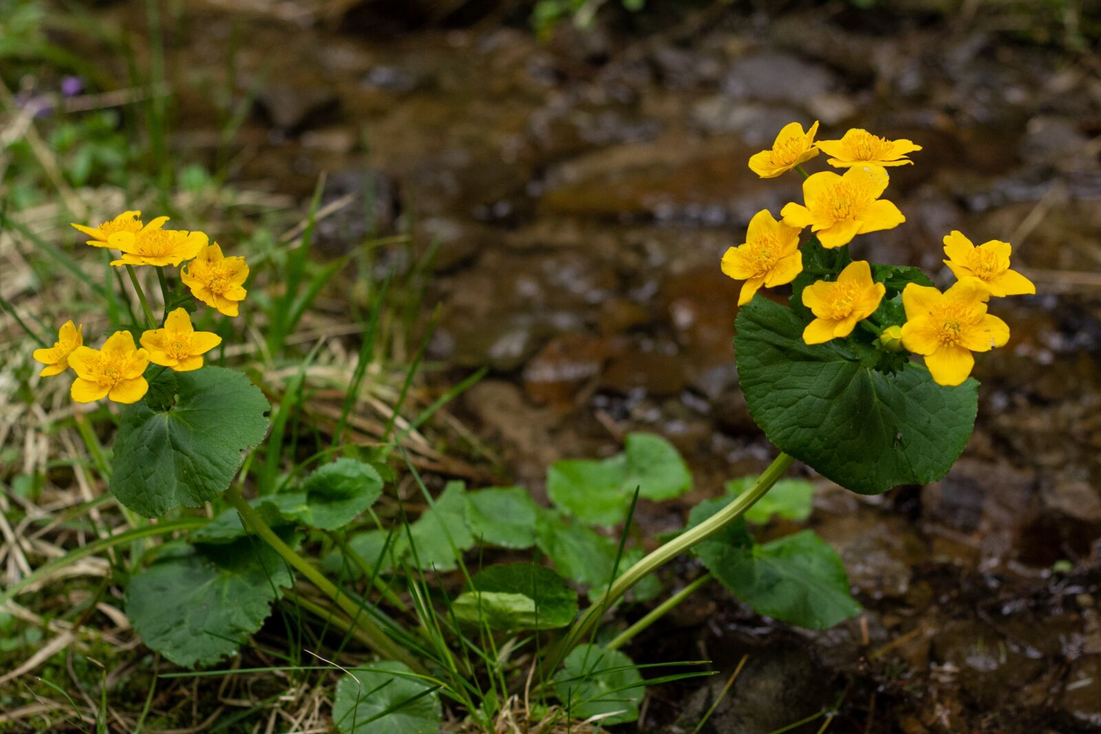 Canon EOS 60D + Canon EF 50mm F1.8 II sample photo. Nature, flowers, yellow flowers photography